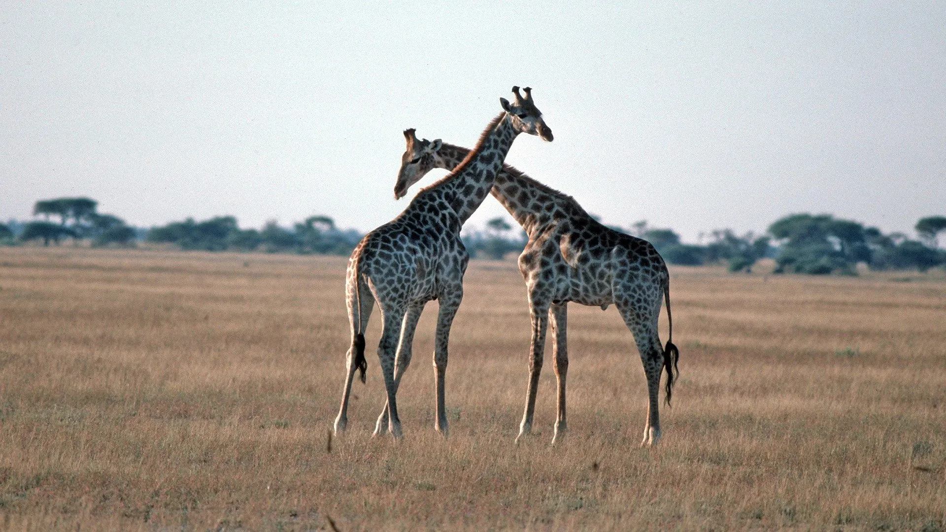 Wild Sex