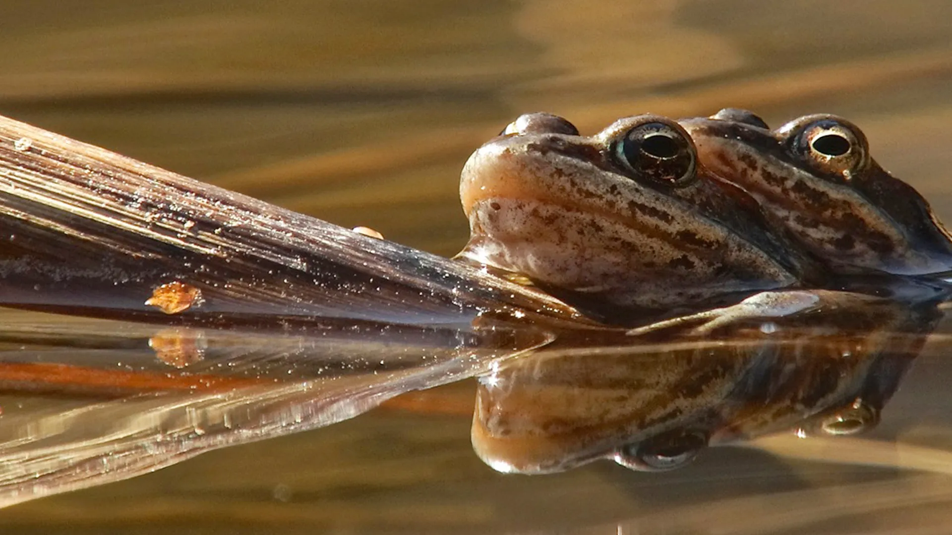 Frog Song