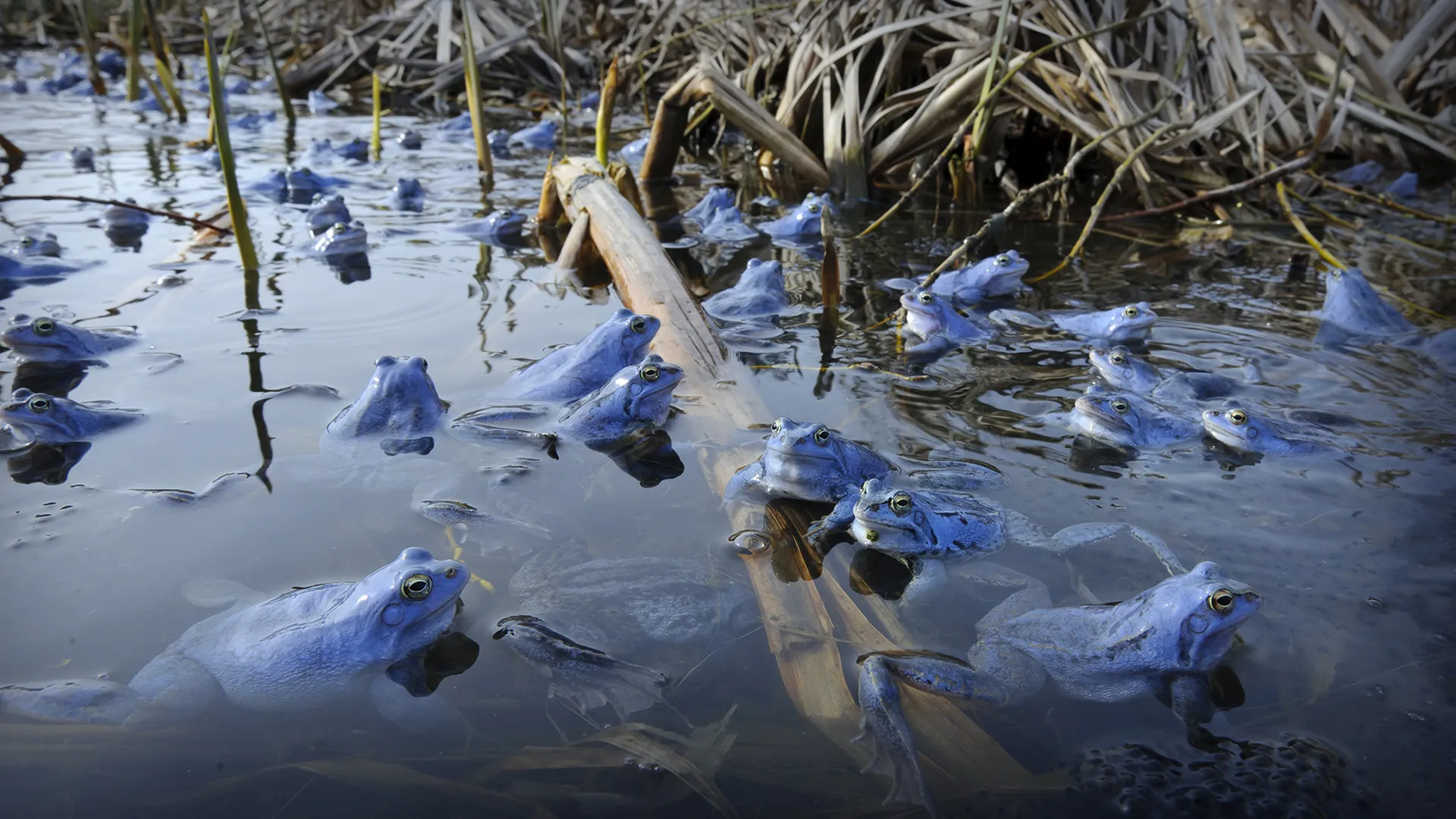 Frog Song