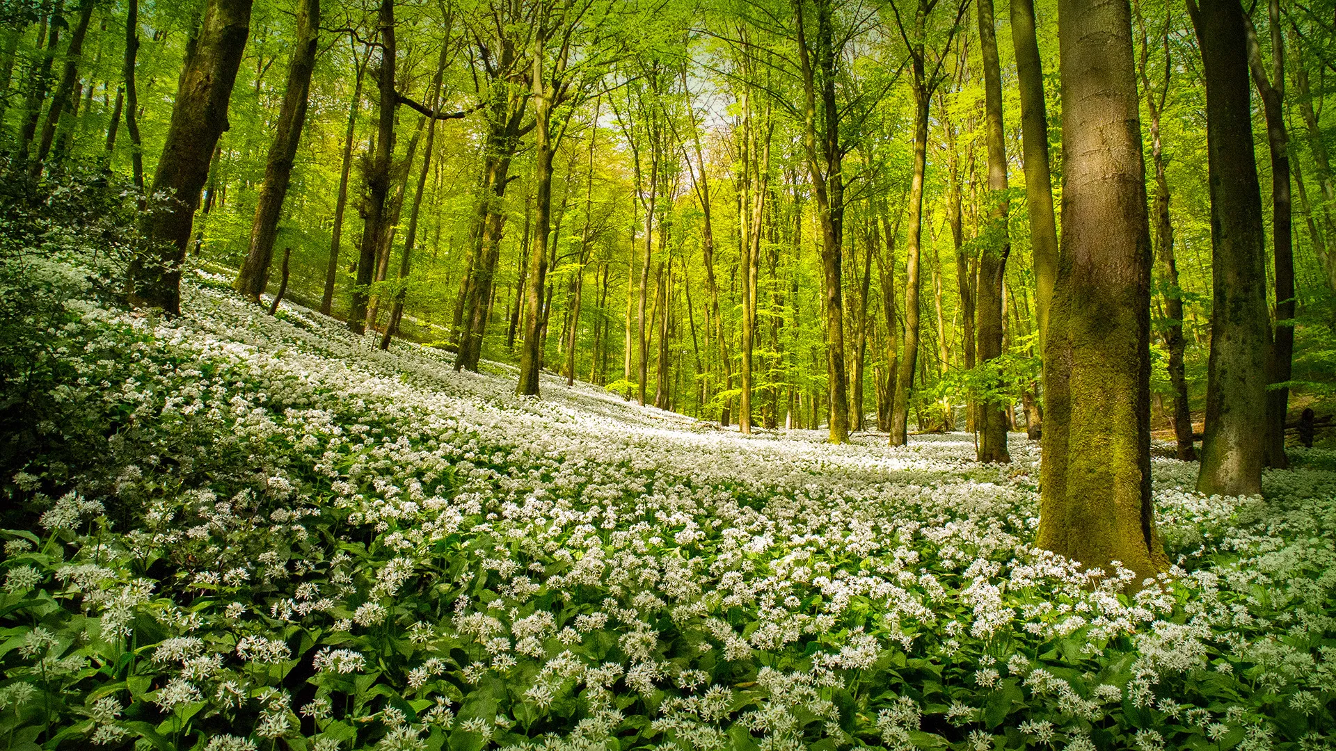 Forest of Heroes