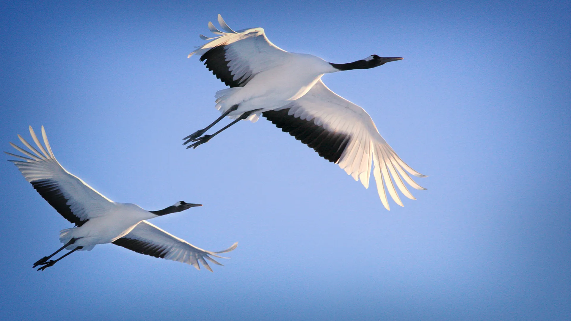 Born to Fly