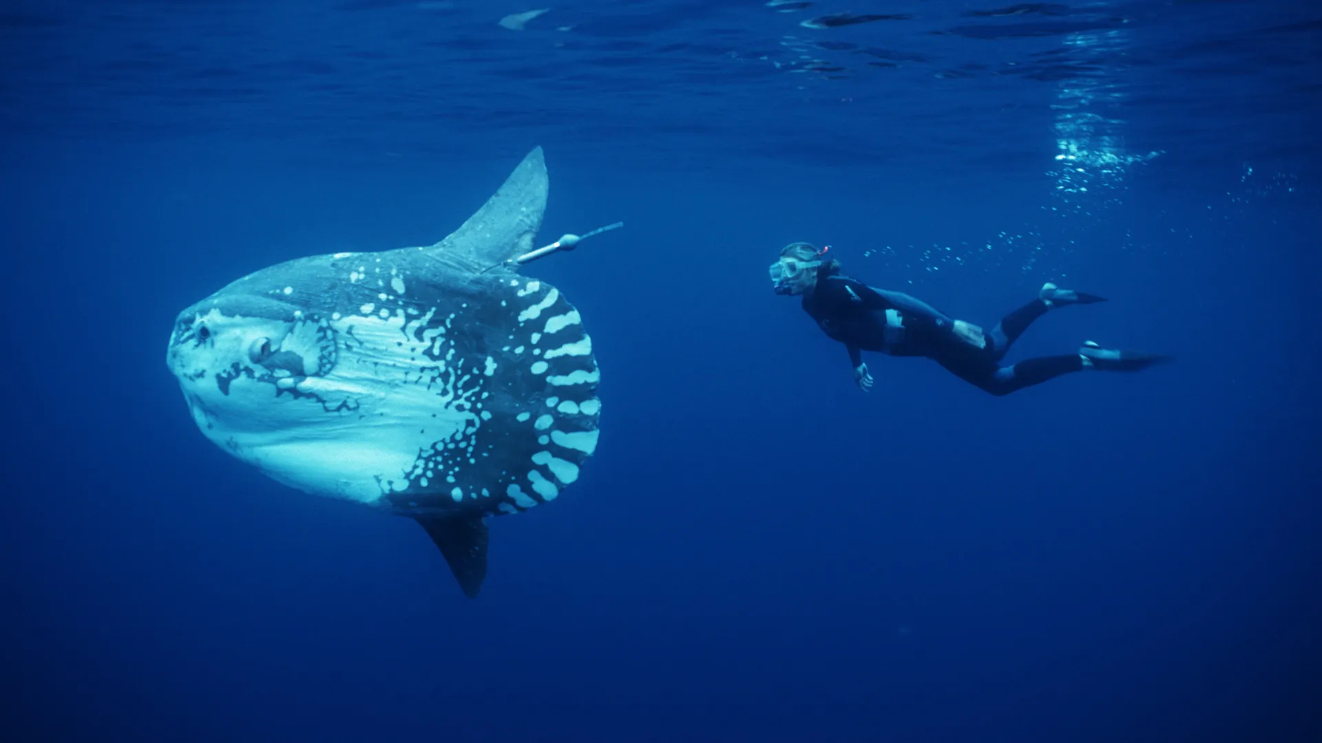 Ocean Stories