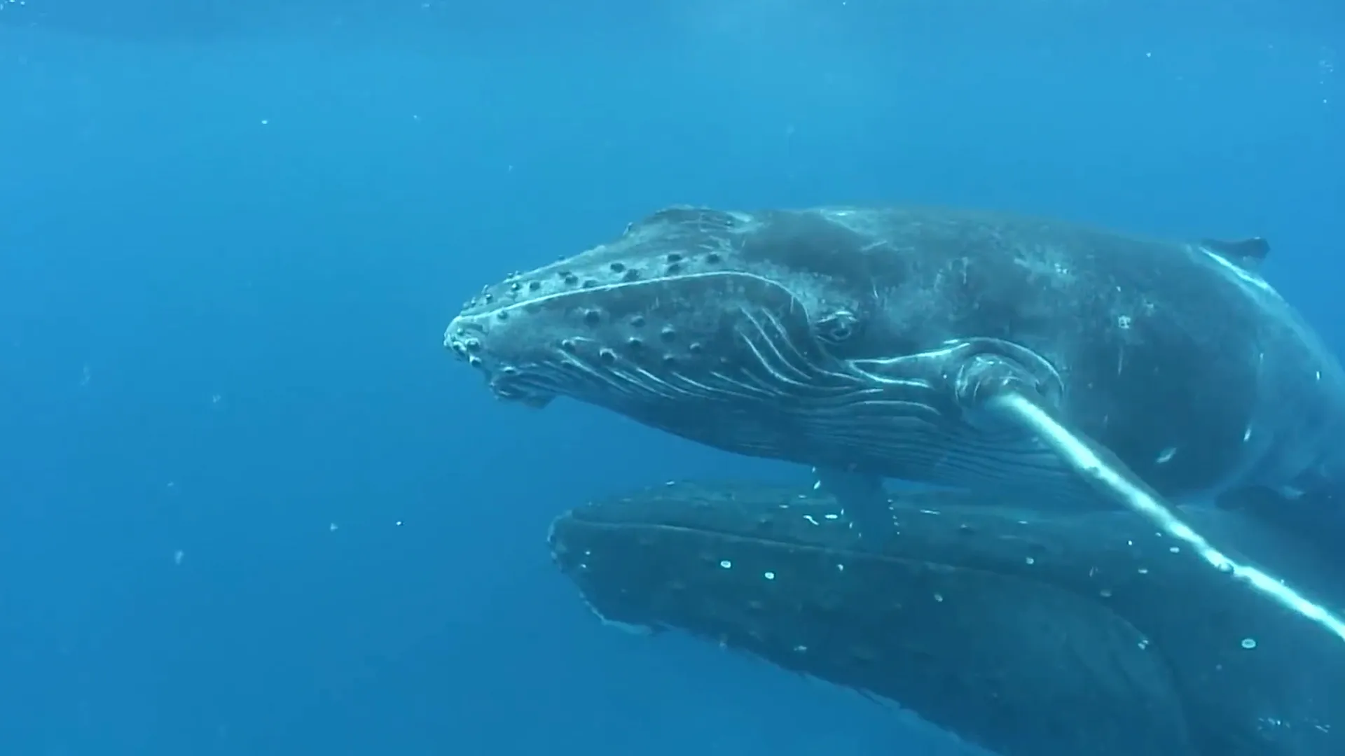 In the Feeding Grounds of the Humpback Whales