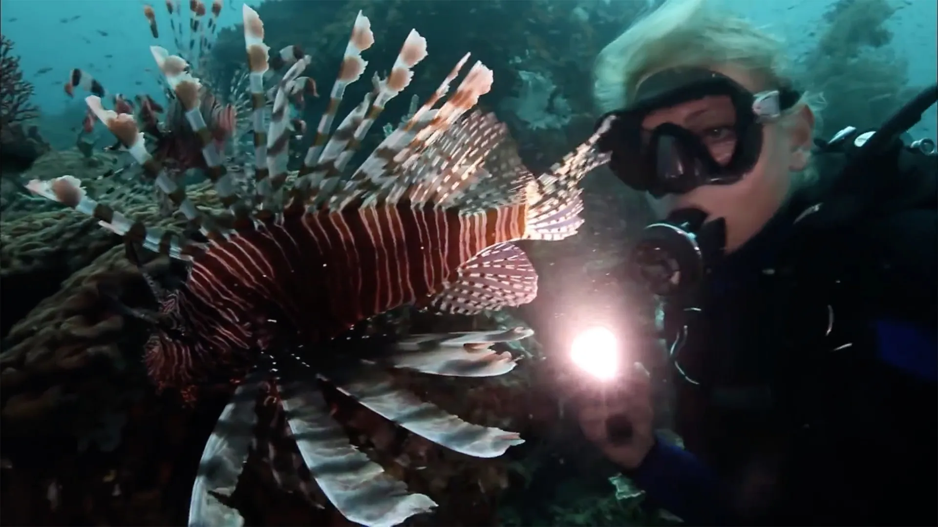 Predators of a Different Kind - In the World of the Unknown Sharks