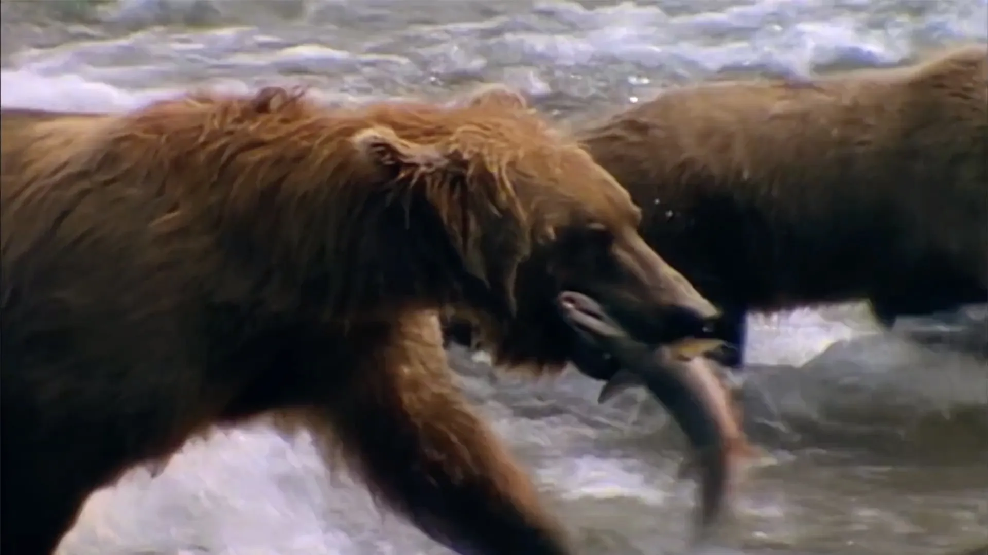 Search for the Ghost Bears