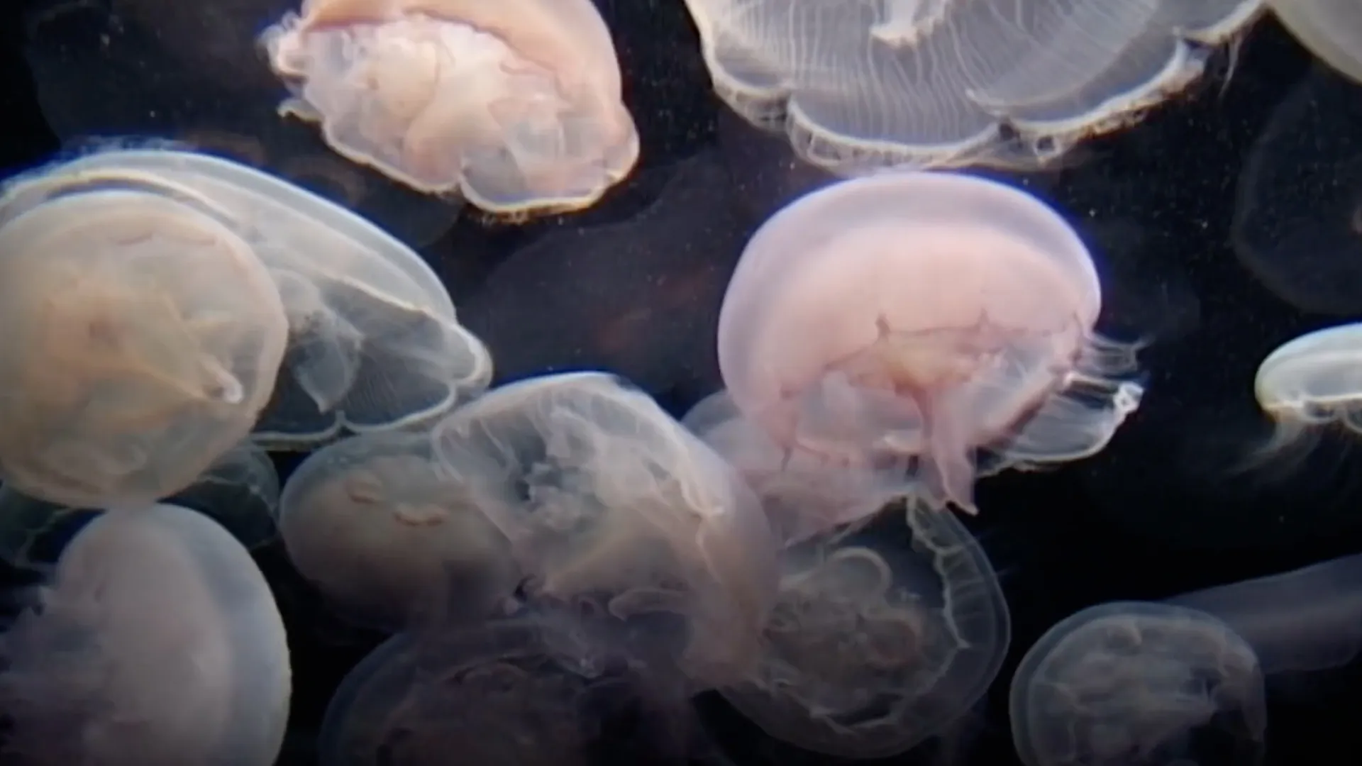 Vicious Beauties - The Secret World of Jellyfish