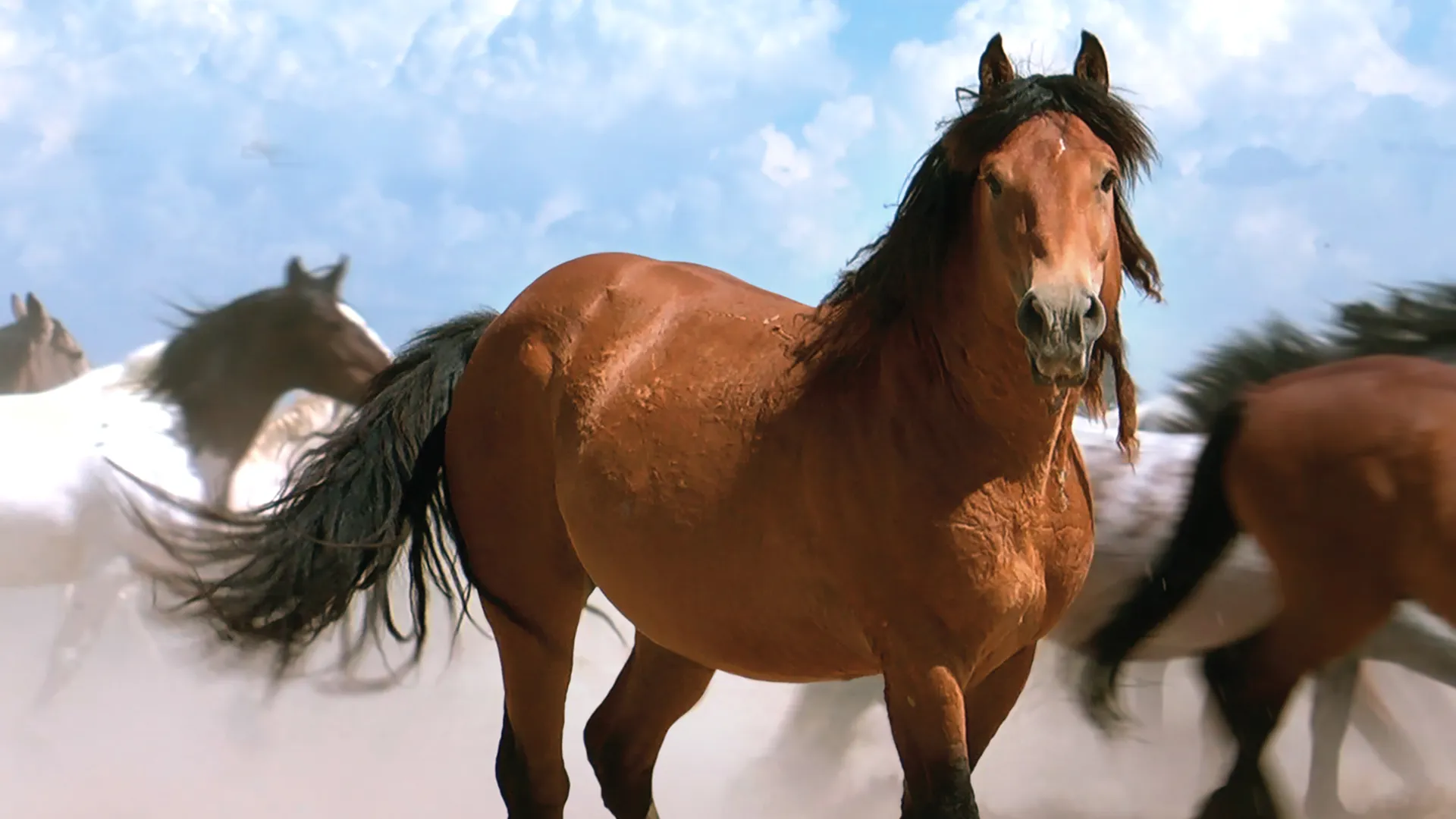 American Mustang