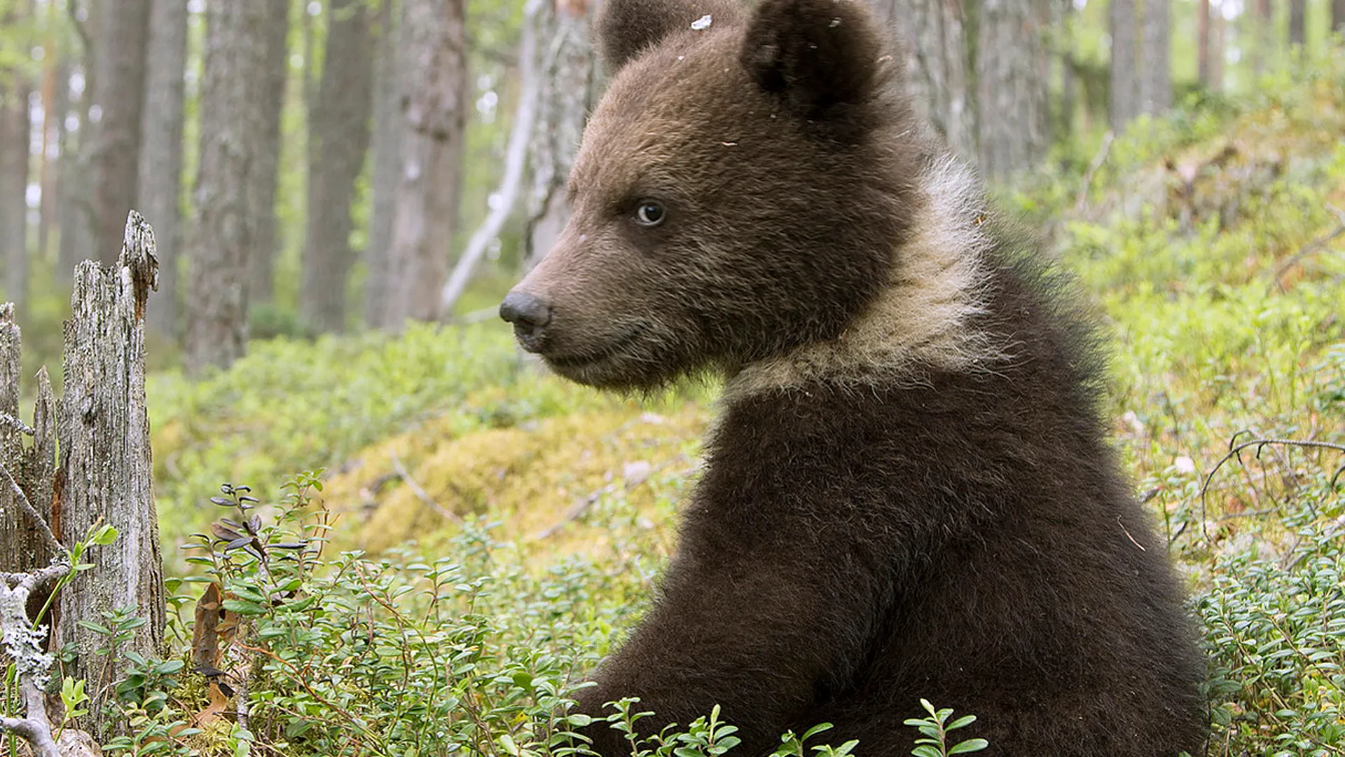 Karelia - Russia's Primeval Forests