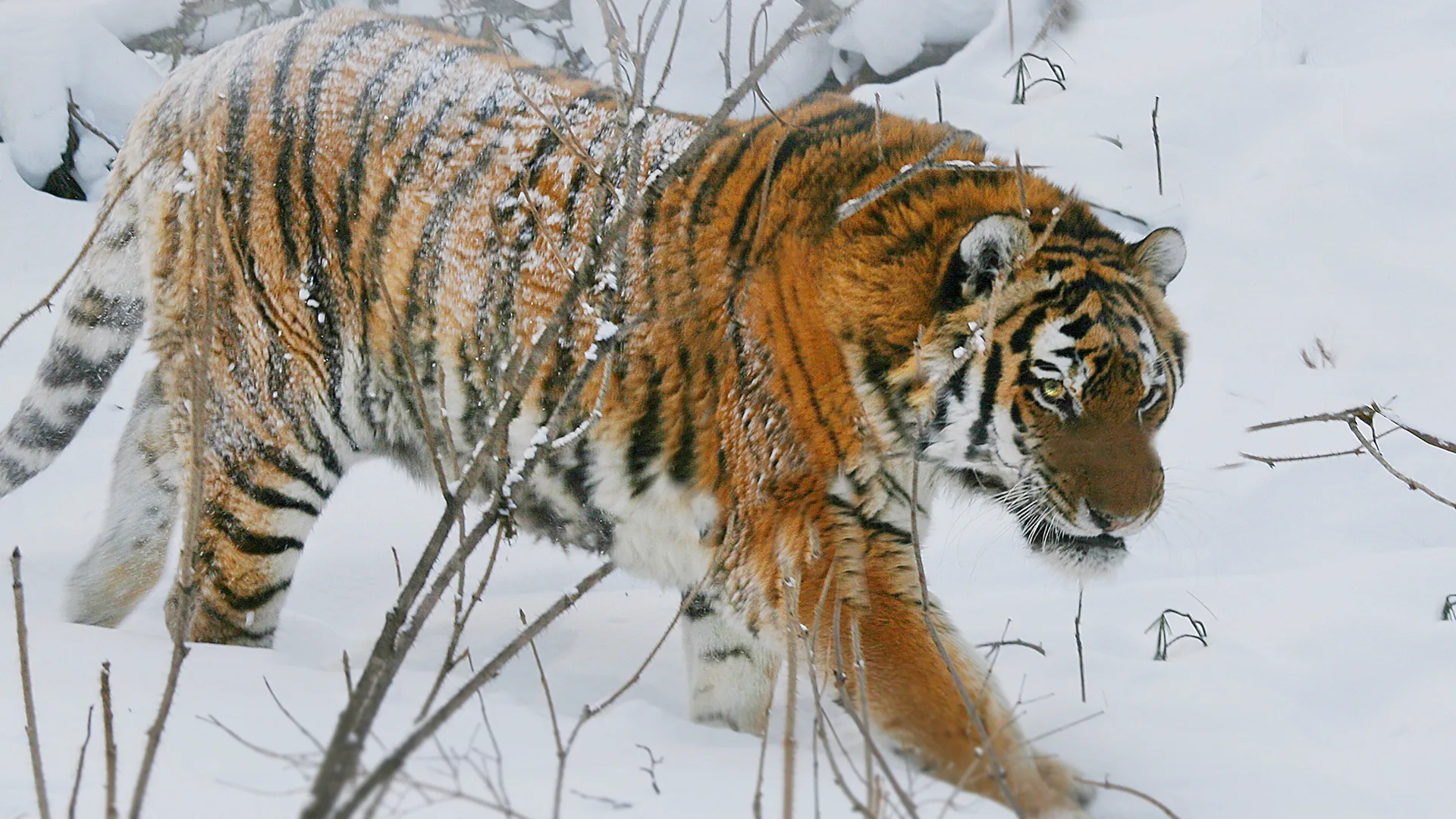 World's Wildest Encounters