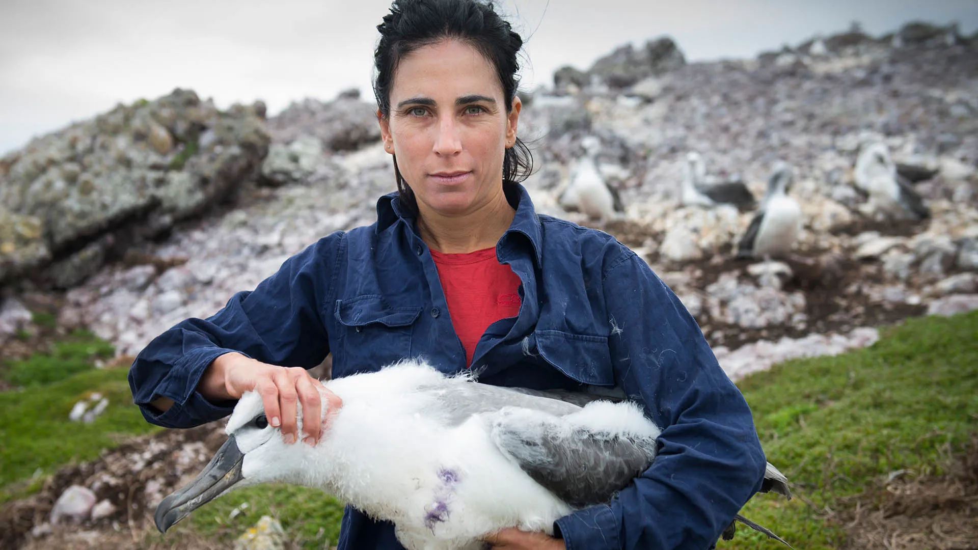 namanu rruni - Albatross Island