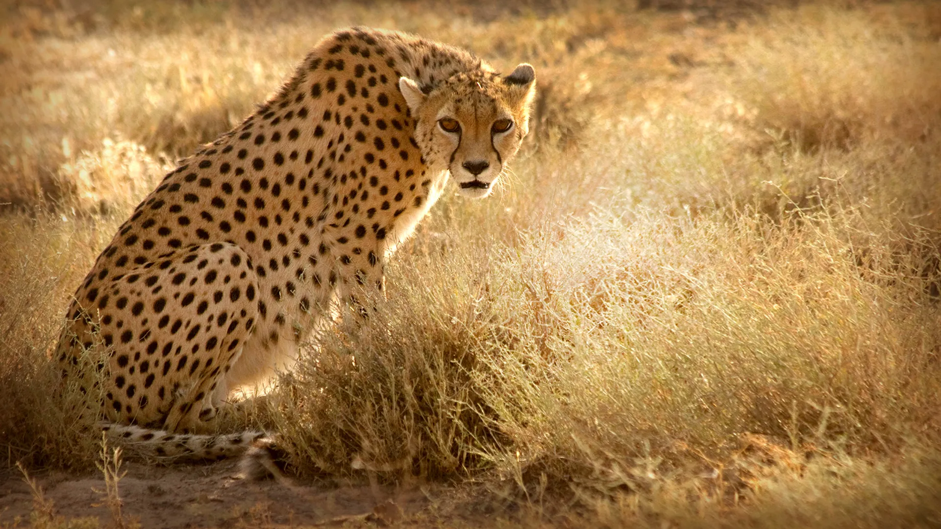 Wild Iran