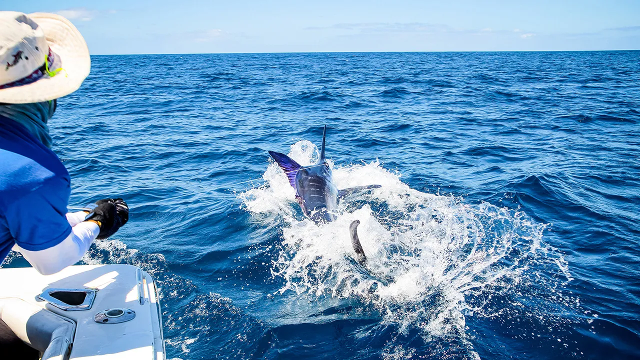 Blue Marlin für Benjamin auf den Kapverden
