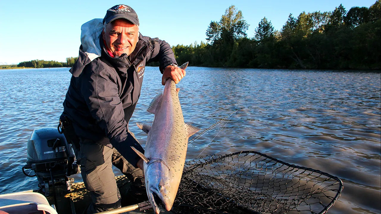 King Salmon am Lake Creek in Alaska