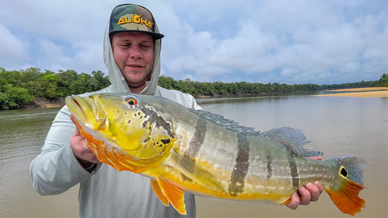Payara vs Peacock - Kolumbien 2022