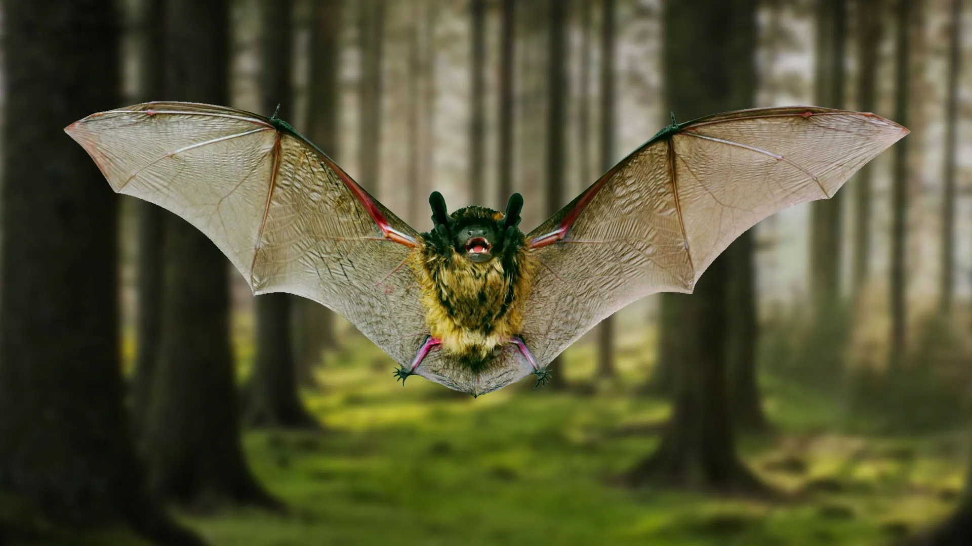 People and Bats