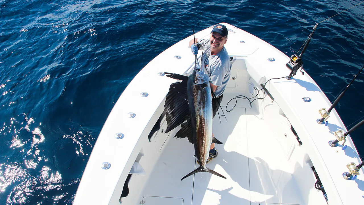 Segelfische vor Miami in Florida