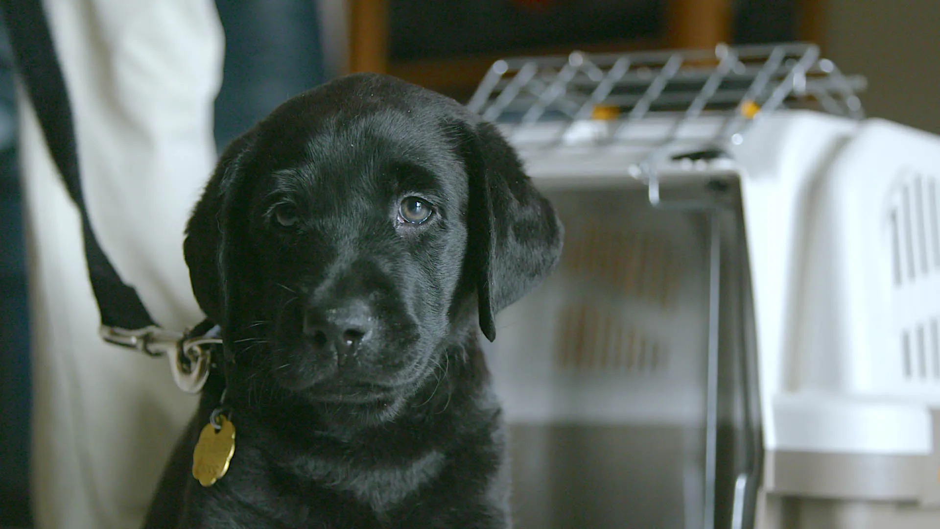 Pick of the Litter