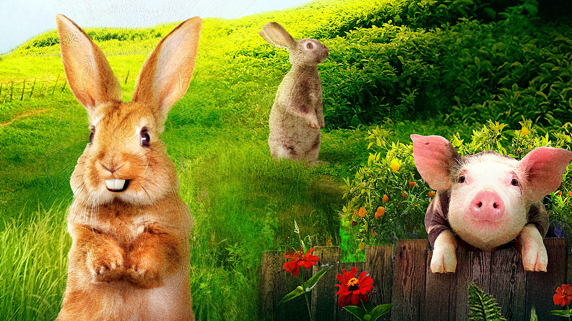 Peter Rabbit