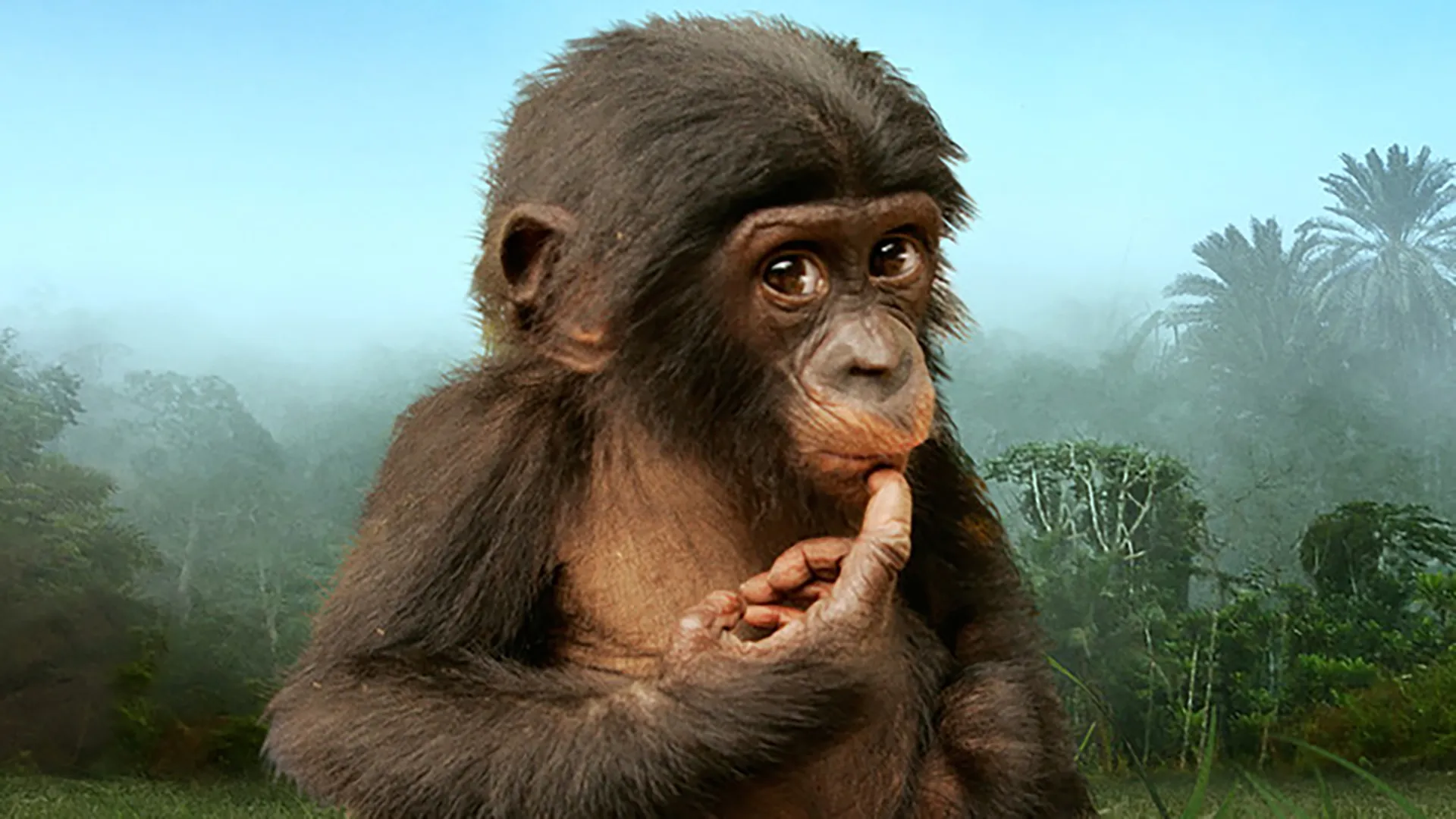 Bonobos: Back to the Wild