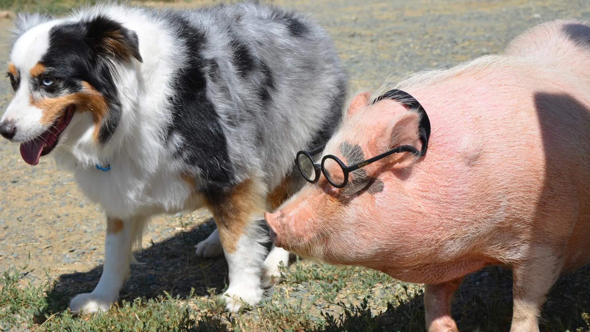 Seeker e Fetch