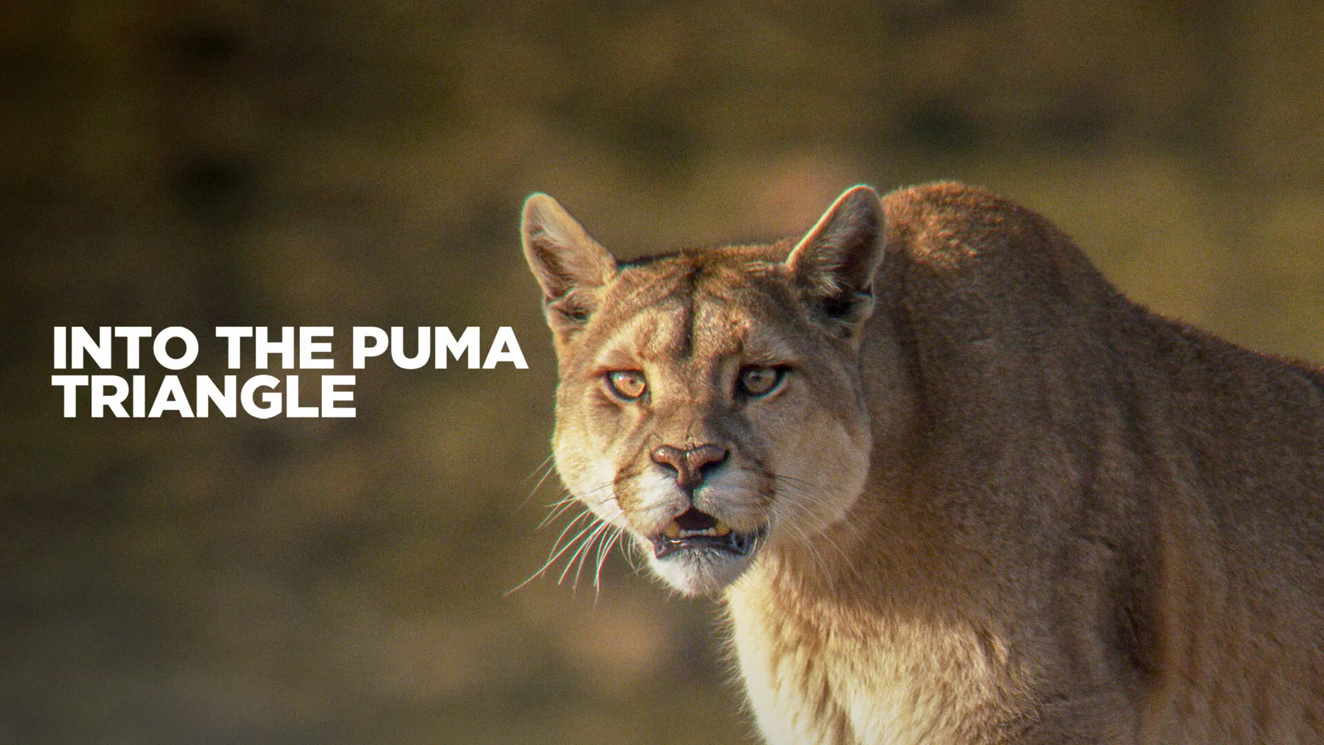 Into the Puma Triangle