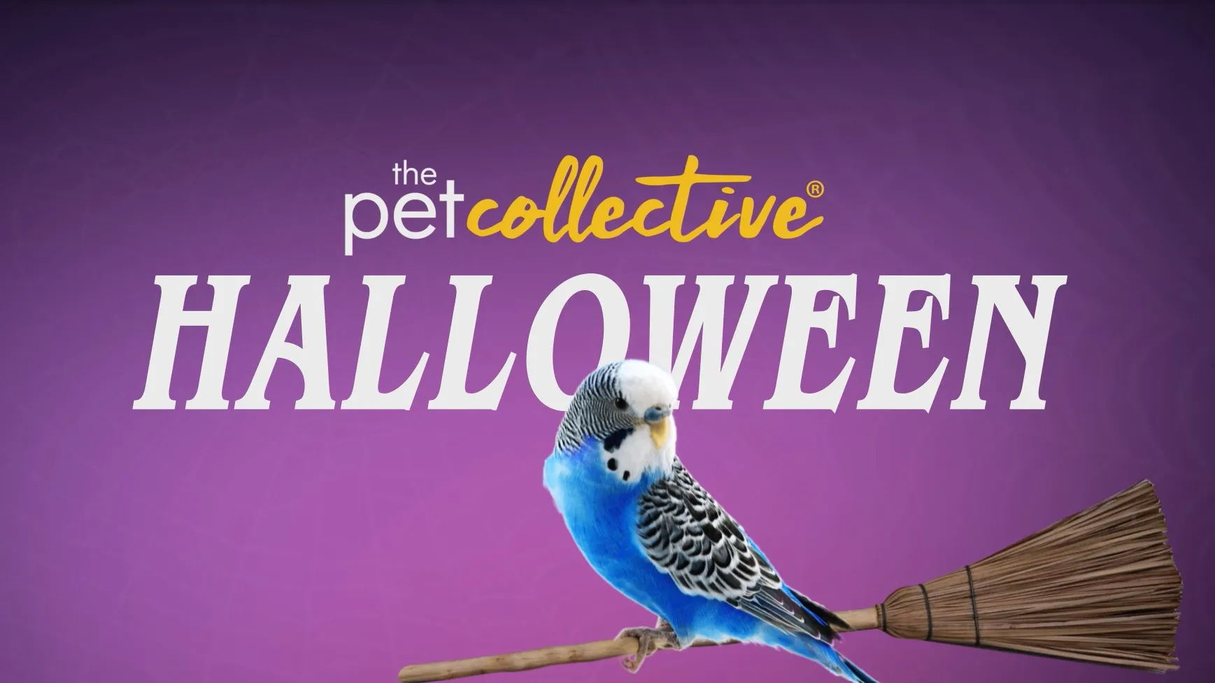 Pet Collective Halloween