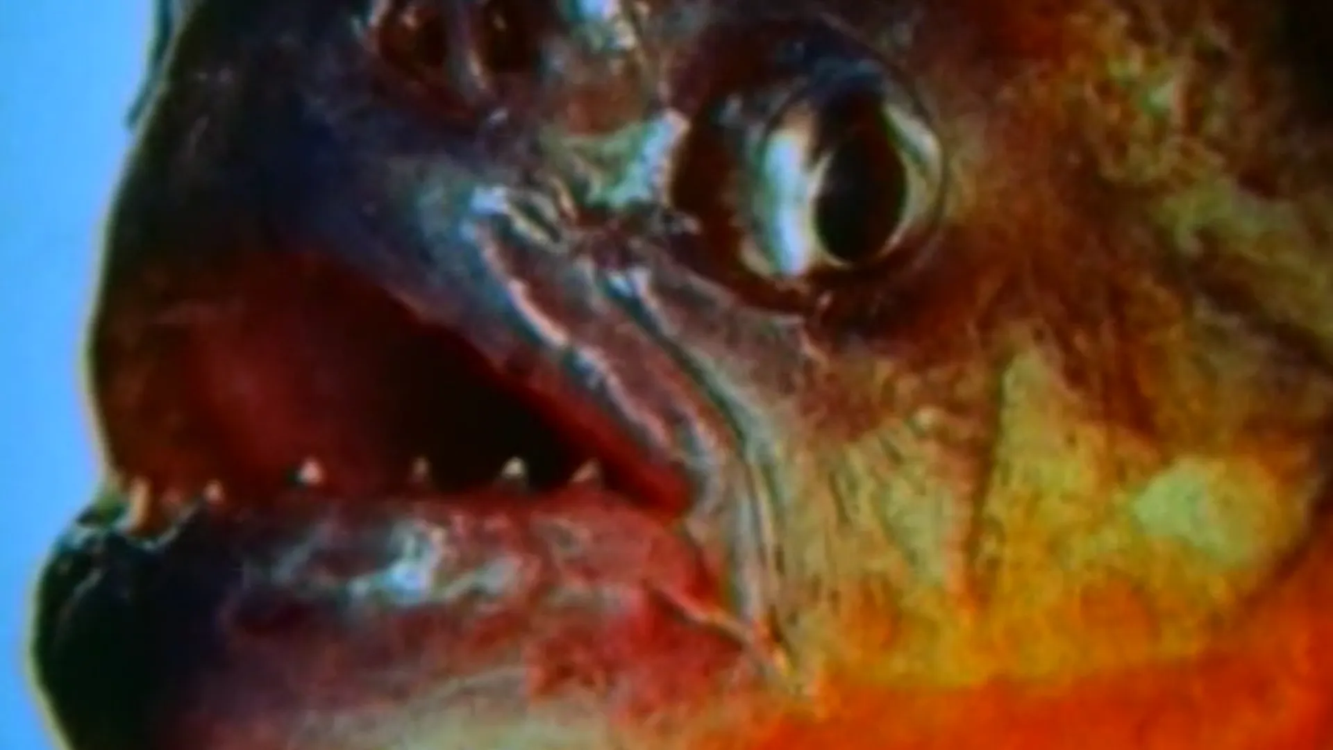 Piranha