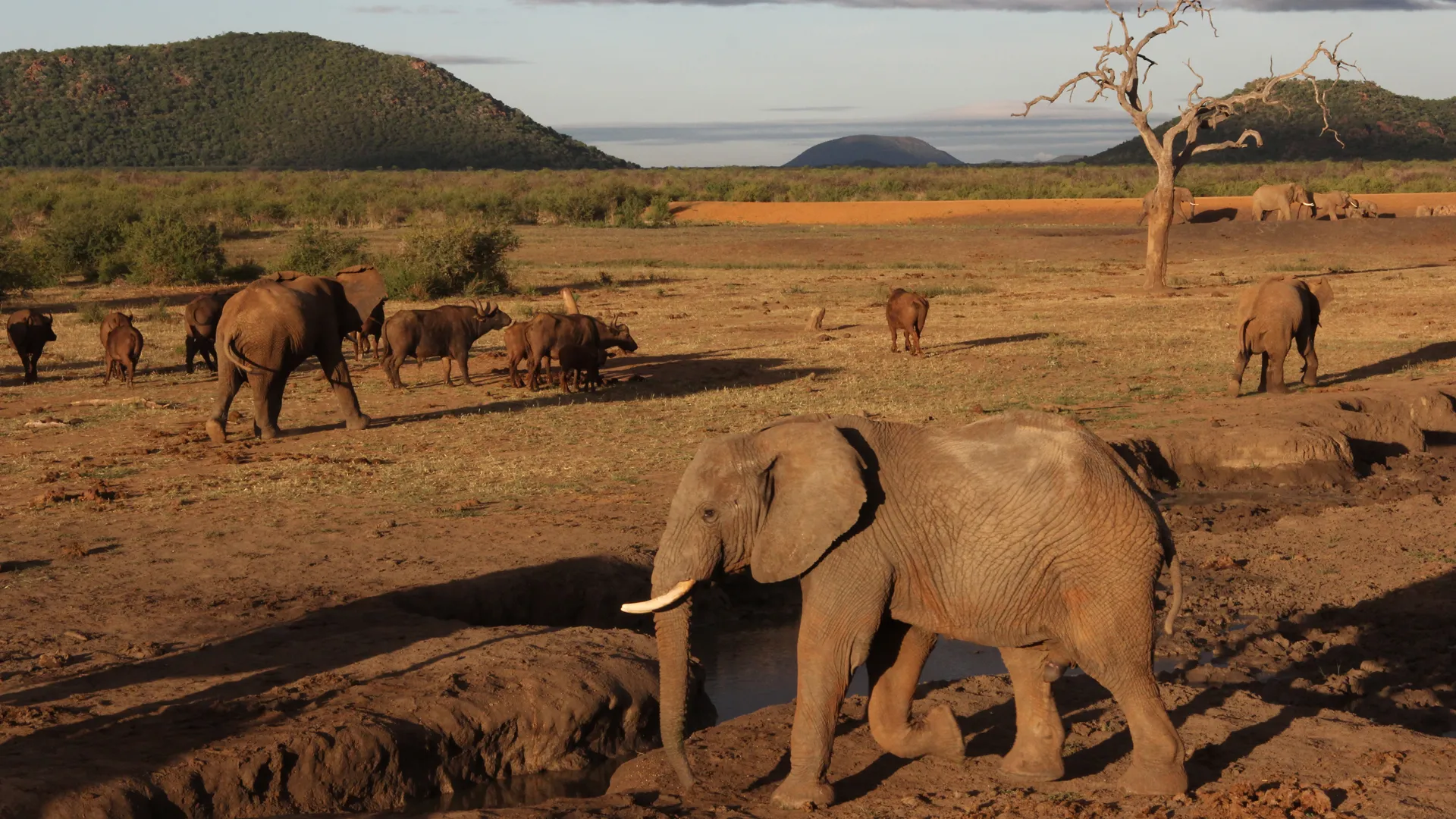 Zurück zur Wildnis – Das Madikwe Wildreservat in Südafrika