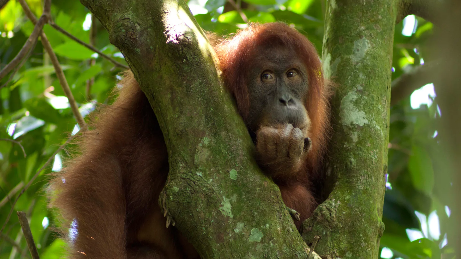 Gober – Vom Schicksal einer Orang-Utan Mutter
