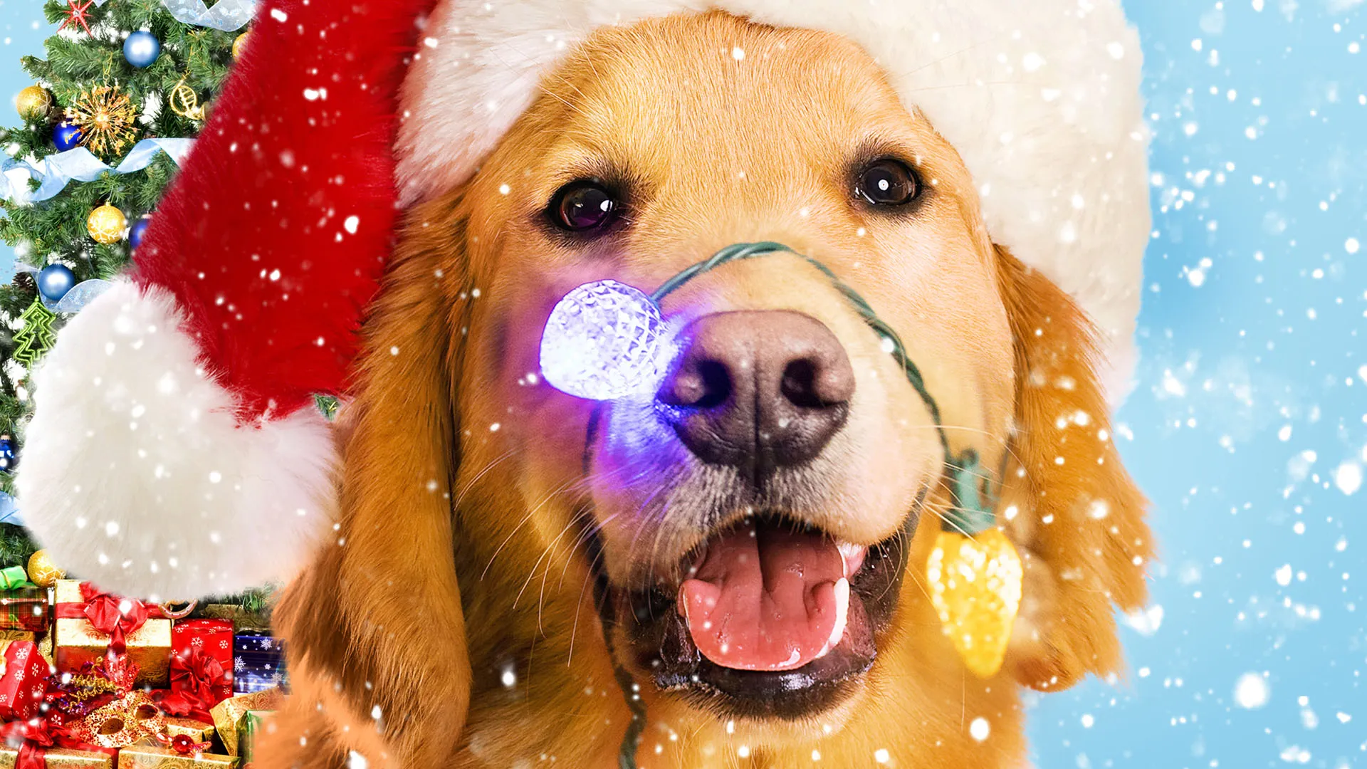 A Magic Christmas