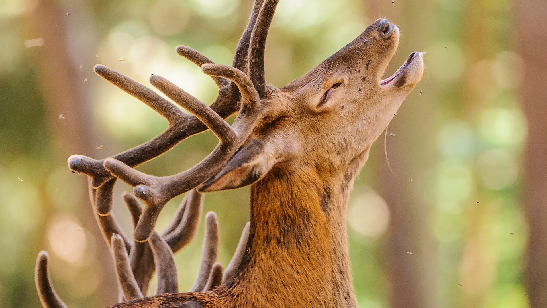 I'm the Best Iberian Red Deer