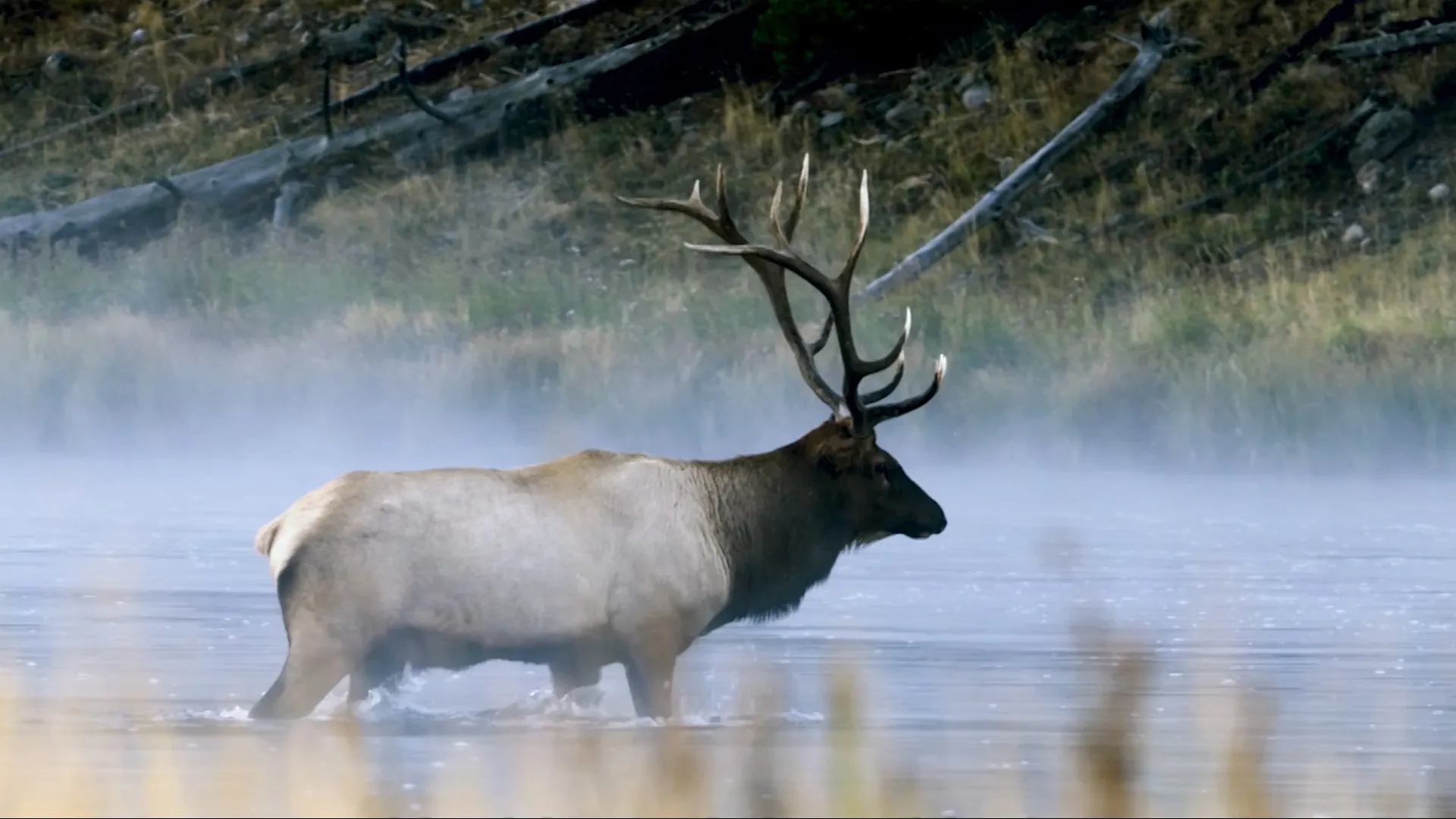 In Quest of Caribous