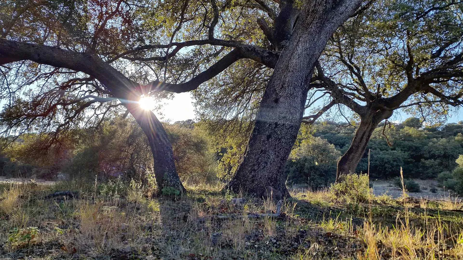 The Magic Forest of Spain