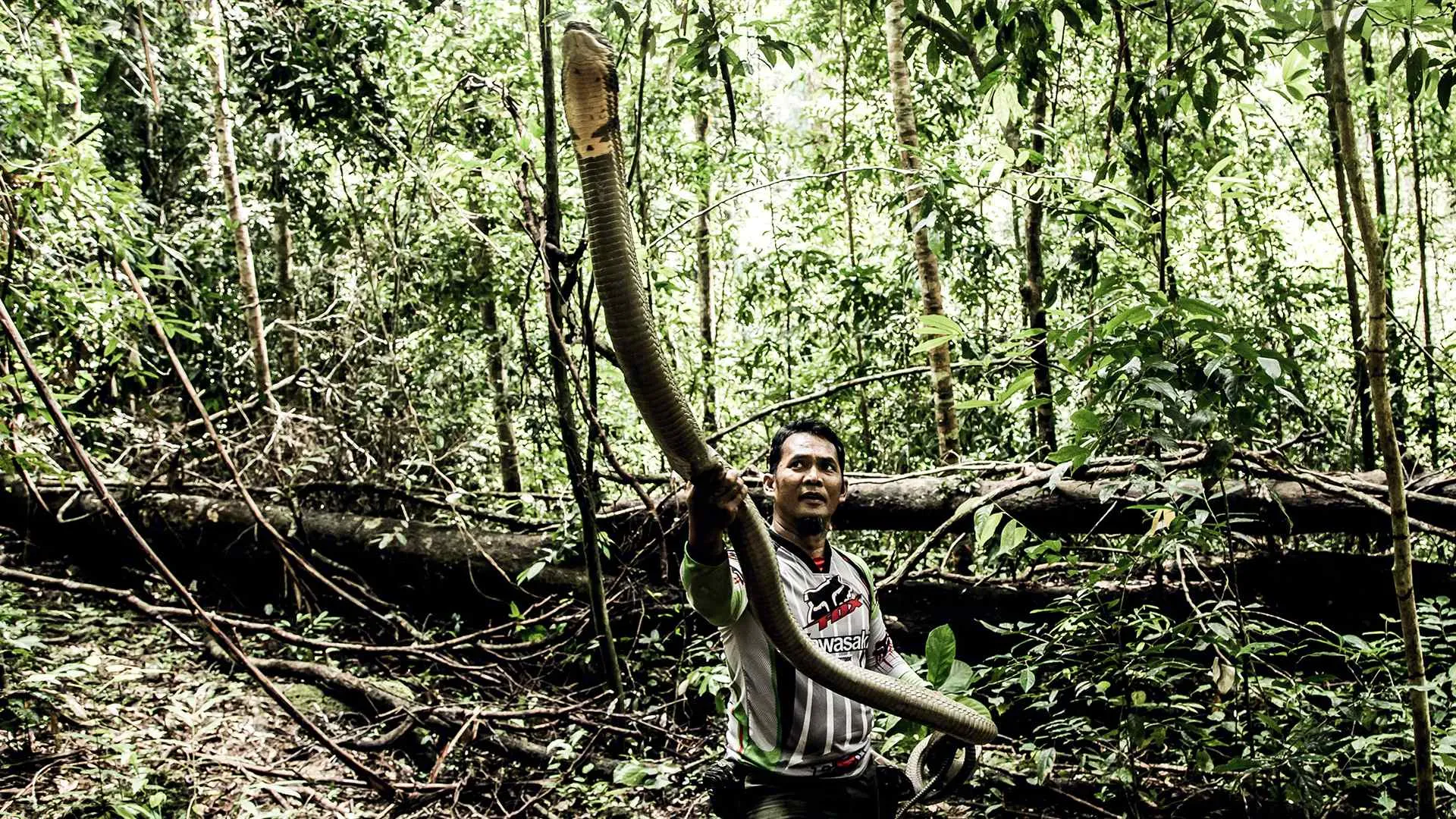 The Malaysian Snake Guardian