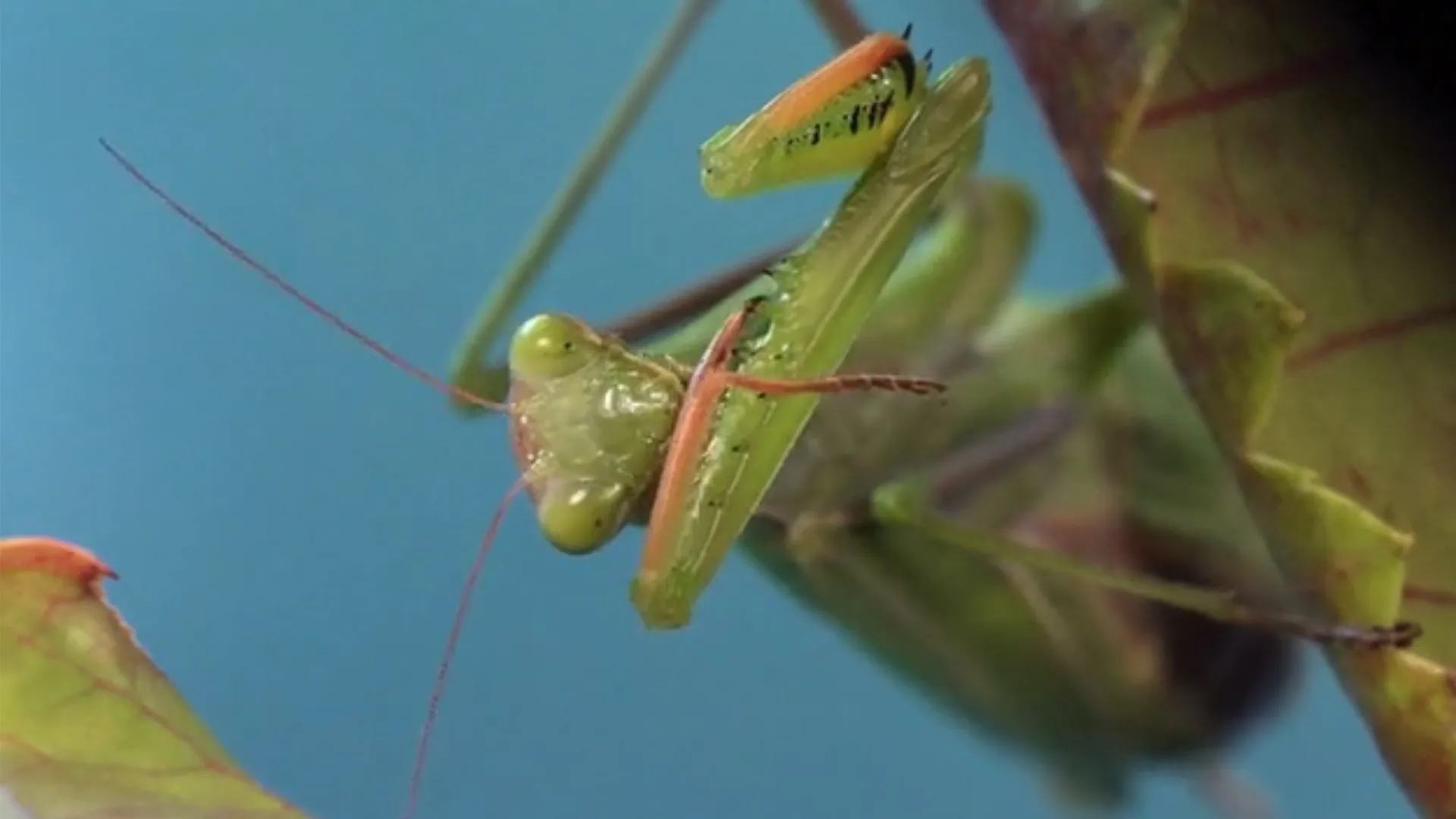 Mantises - Masters of Deception