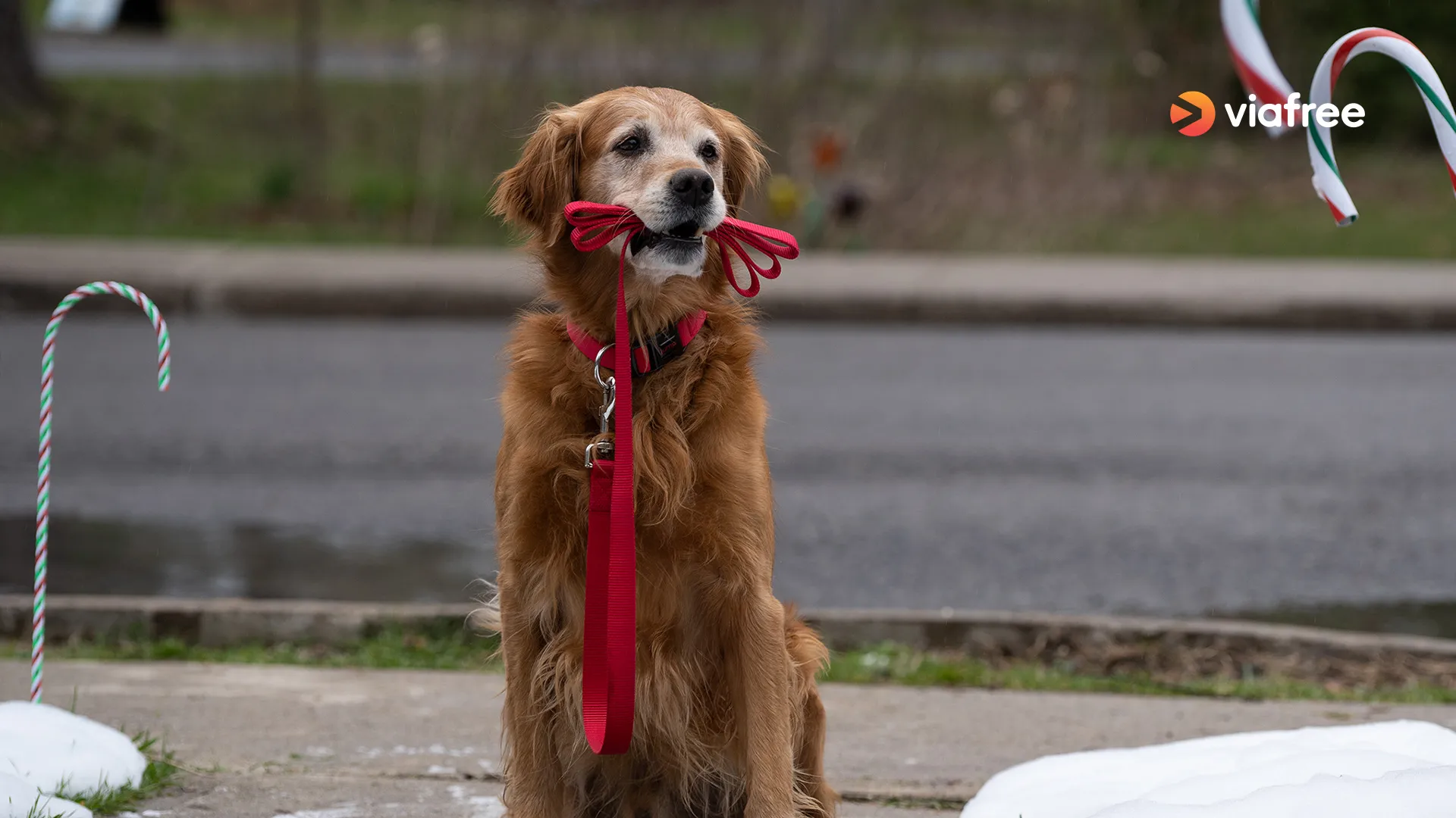 A Christmas Stray