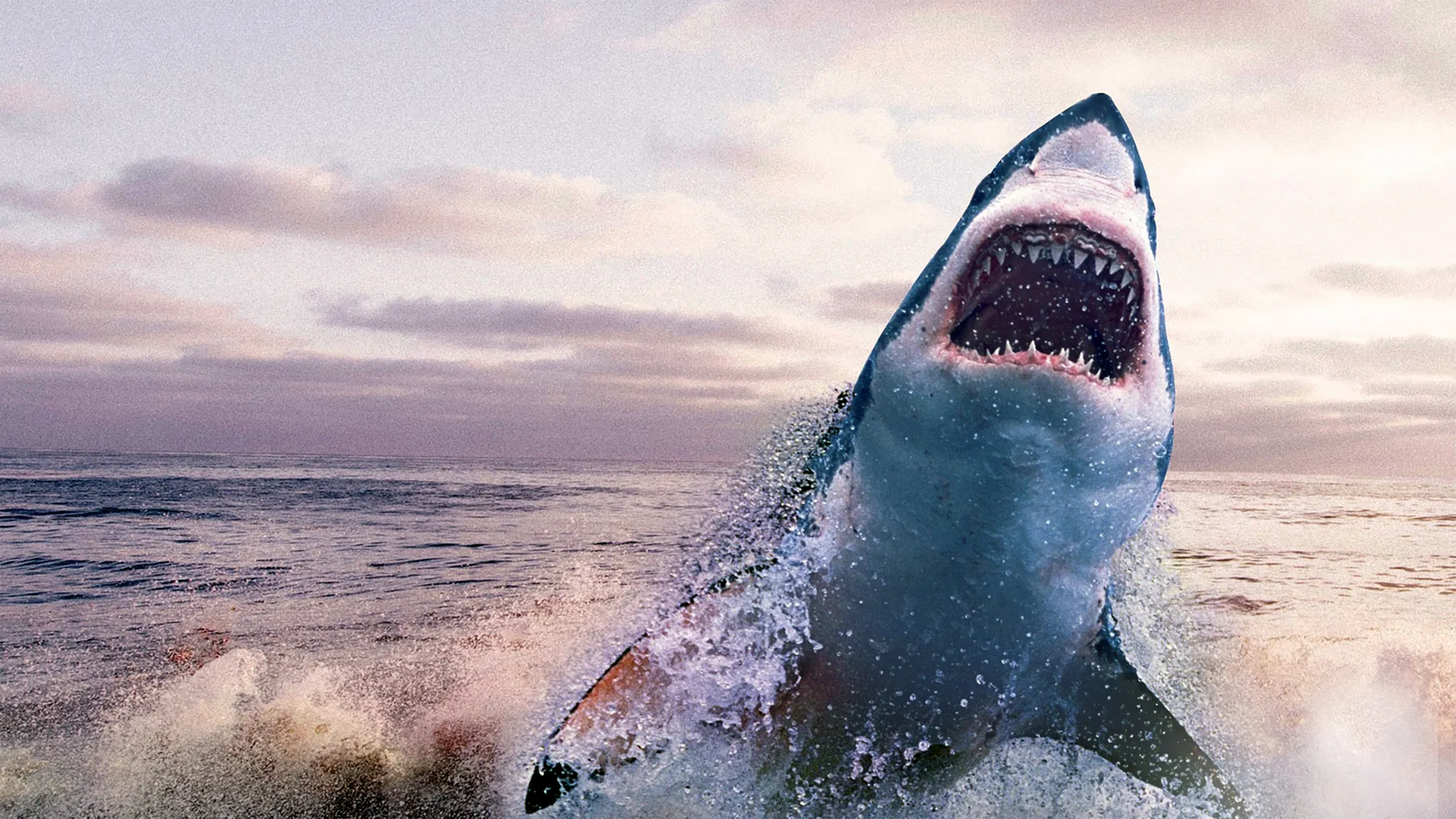 Great White Shark: New Perspectives on an Ancient Predator