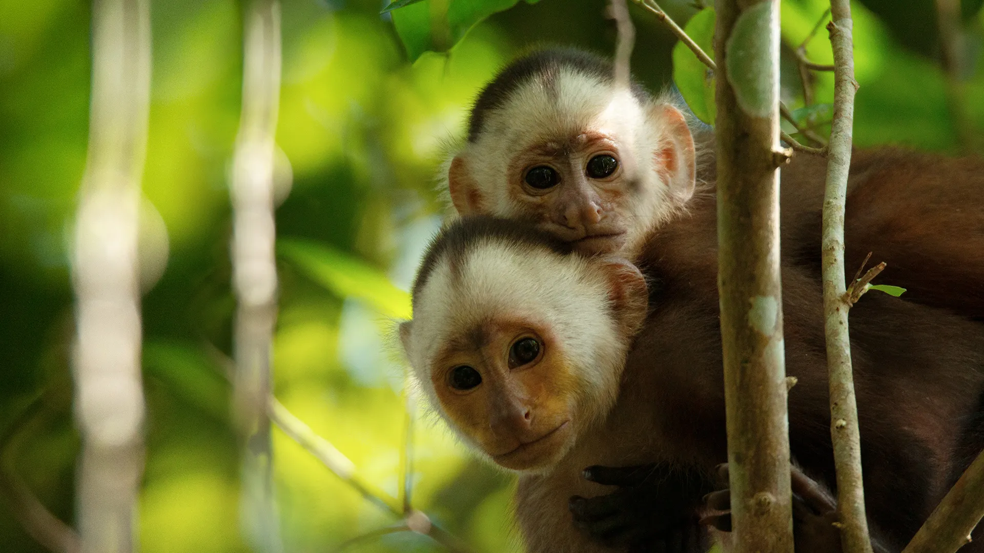 Nature sauvage : Colombie
