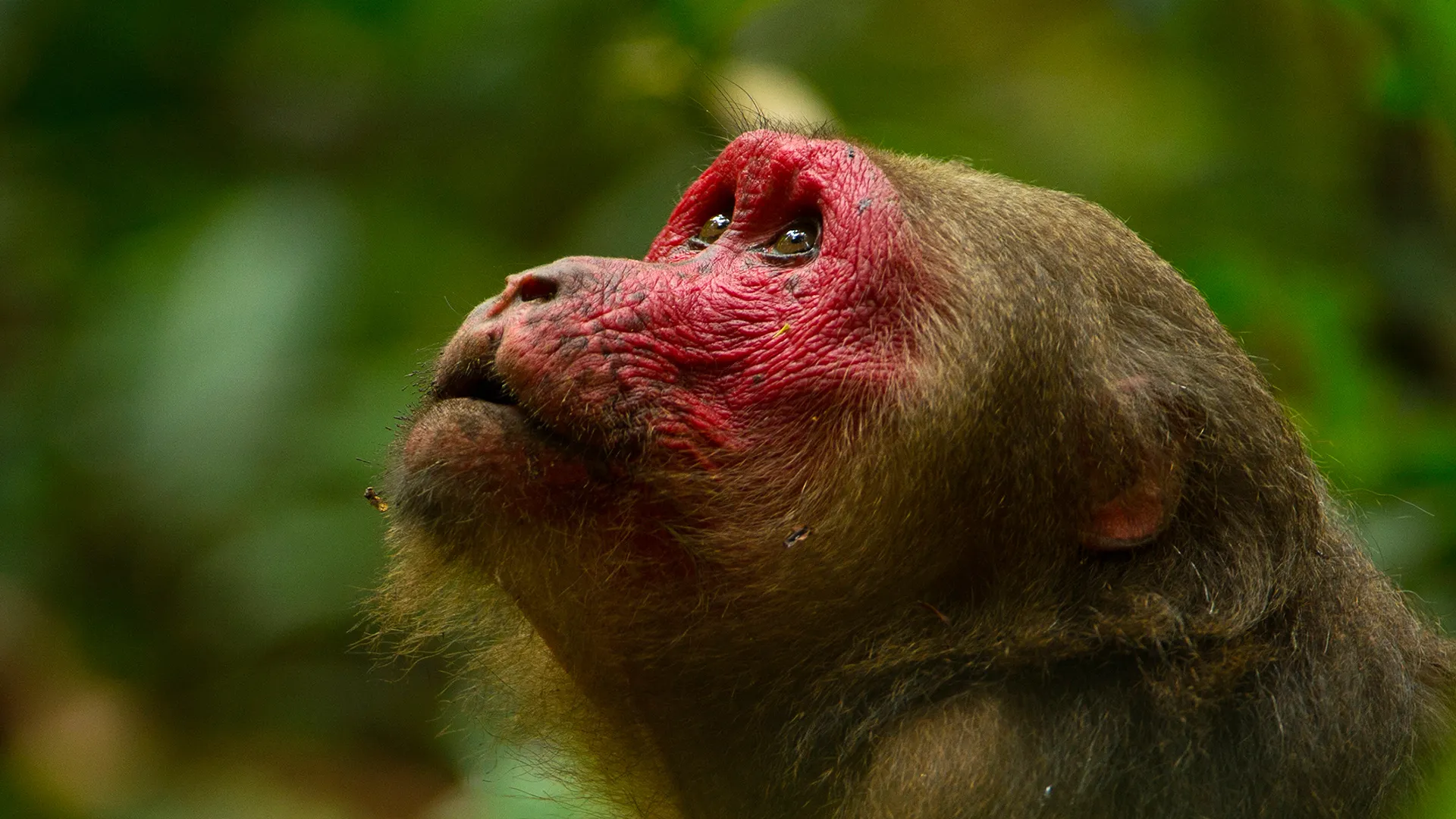 Nature sauvage : Inde