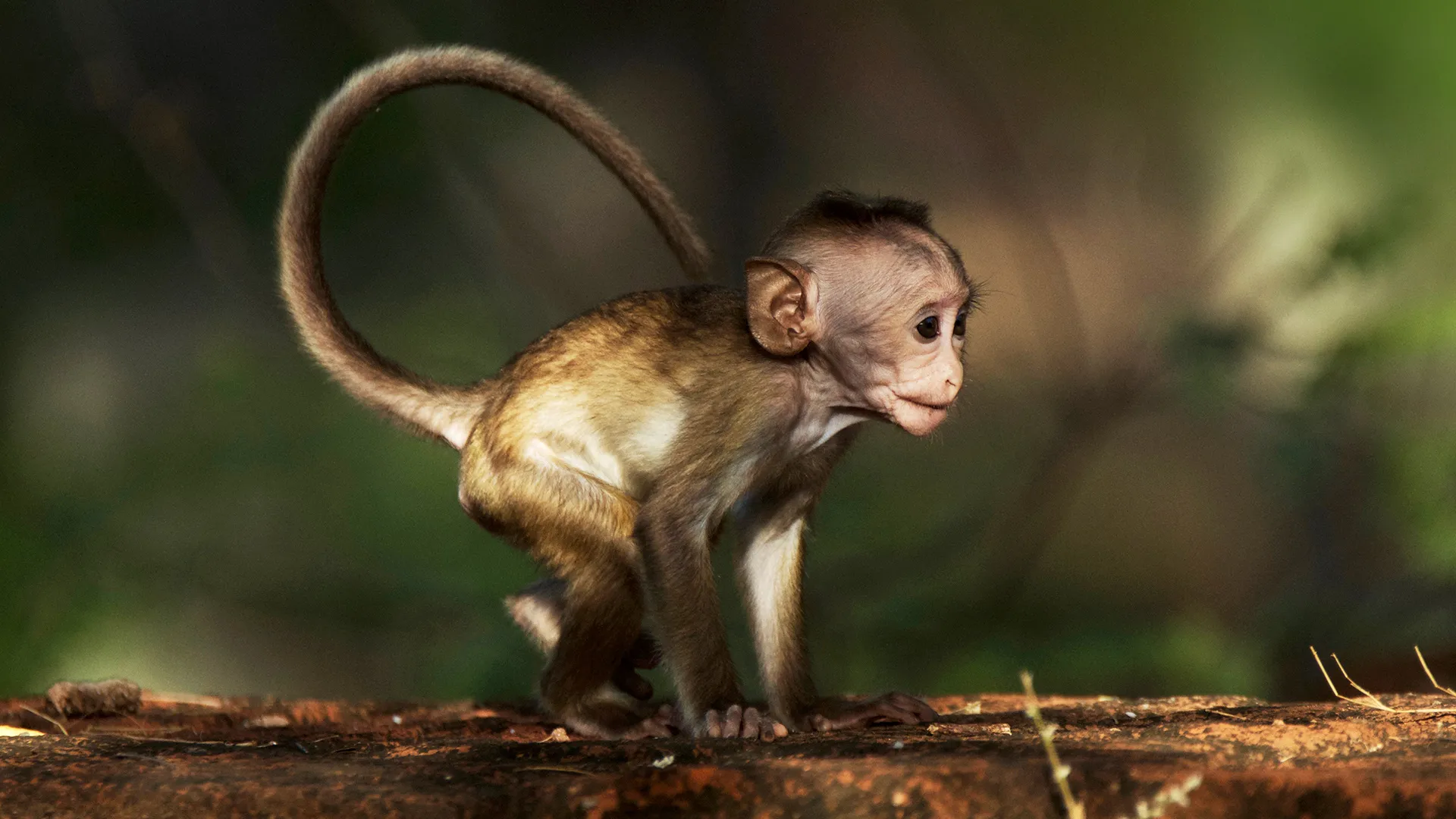L'île aux singes