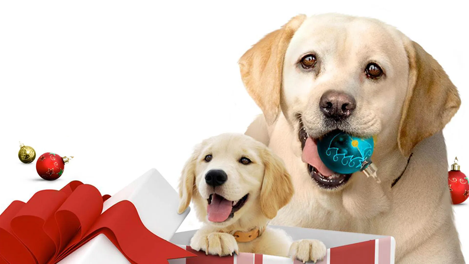 El perro que salvó las Navidades
