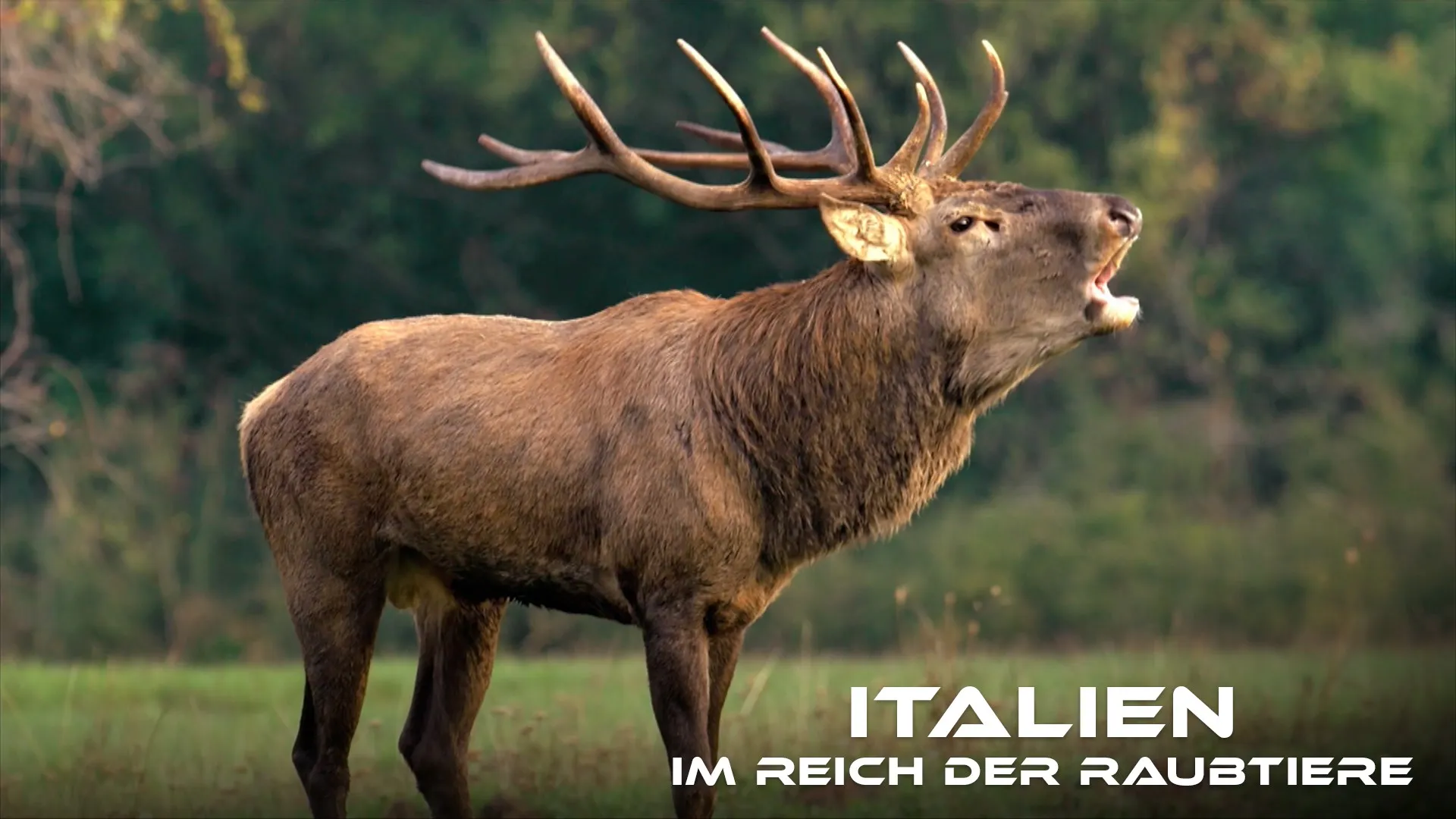 Italien – Im Reich der Raubtiere