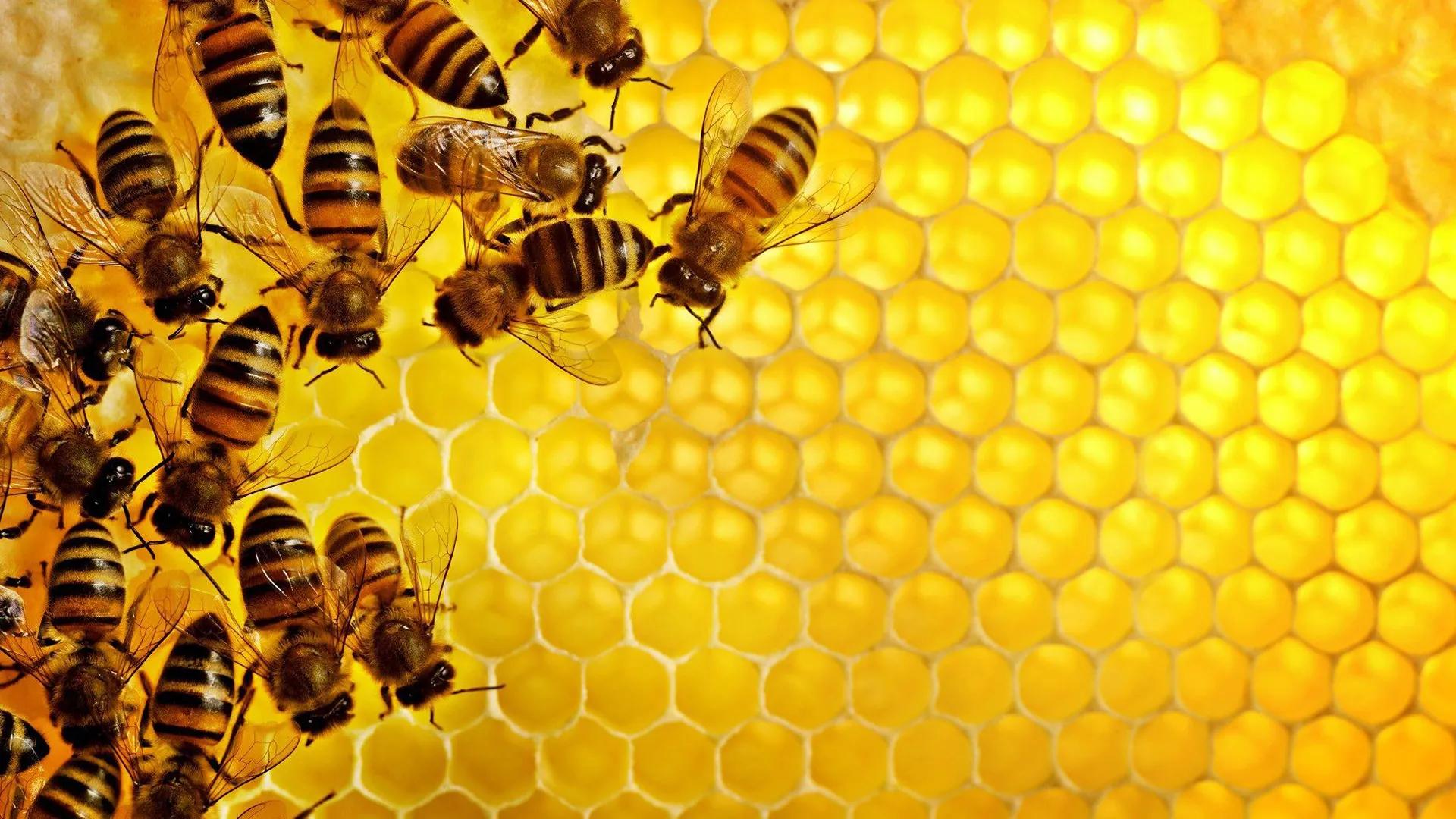 The Mystery of the Disappearing Bees