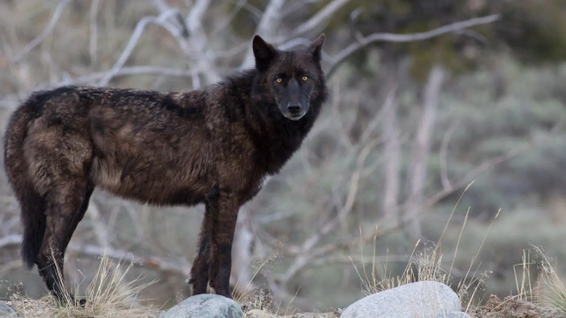 Return of the Wolves
