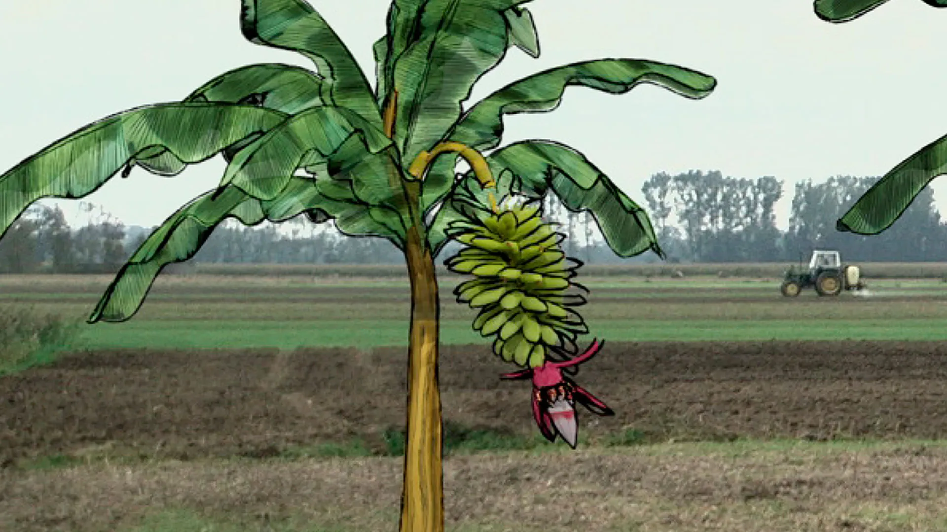 Von Bananenbäumen träumen