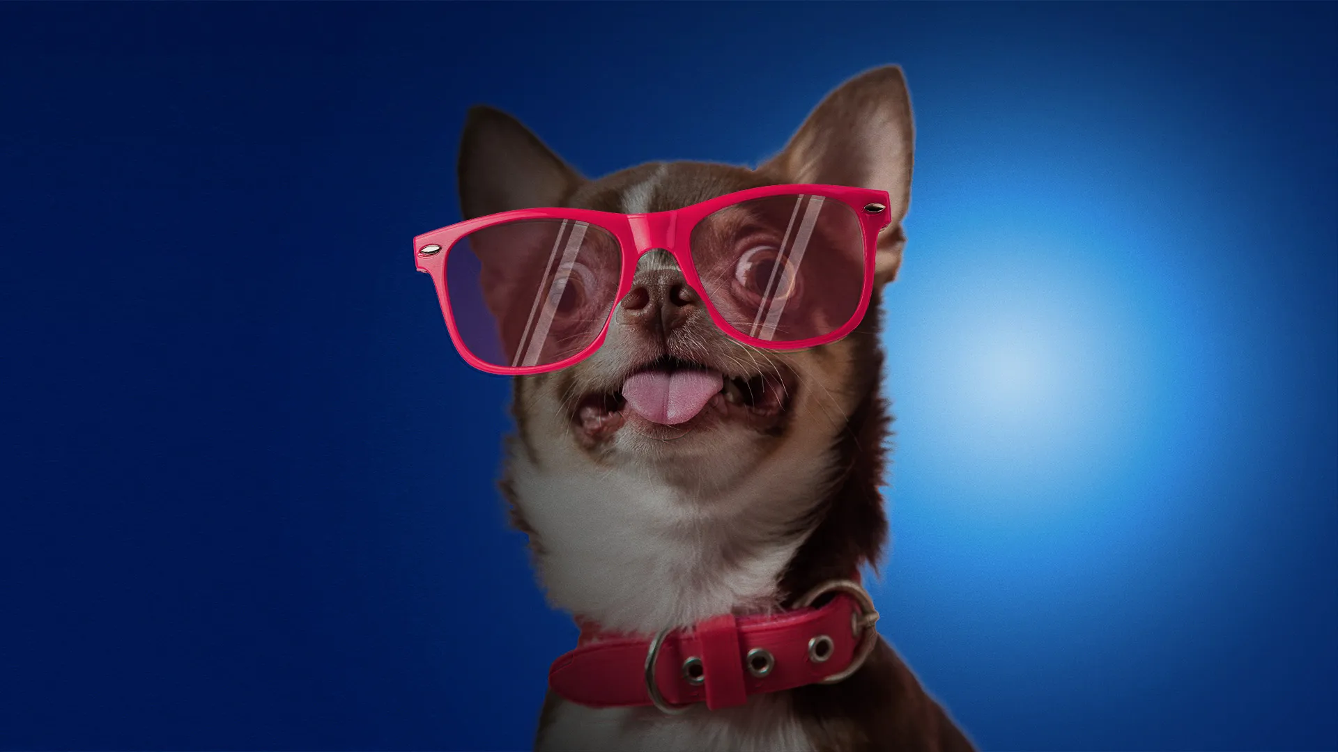 Funniest Pets & People Season 2