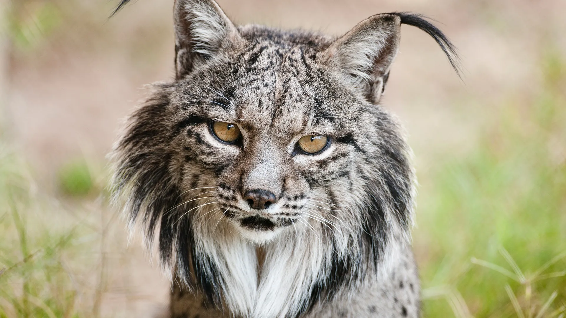 Hijos de Saliega, el Retorno del Lince Ibérico