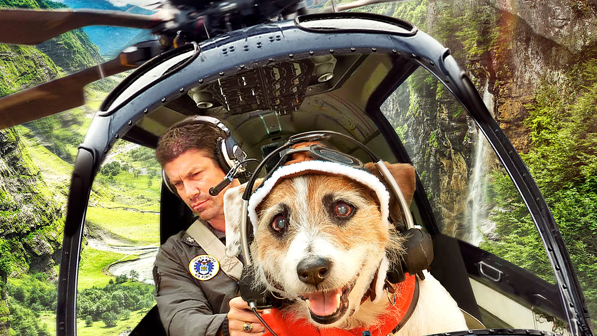 Perro de Hollywood