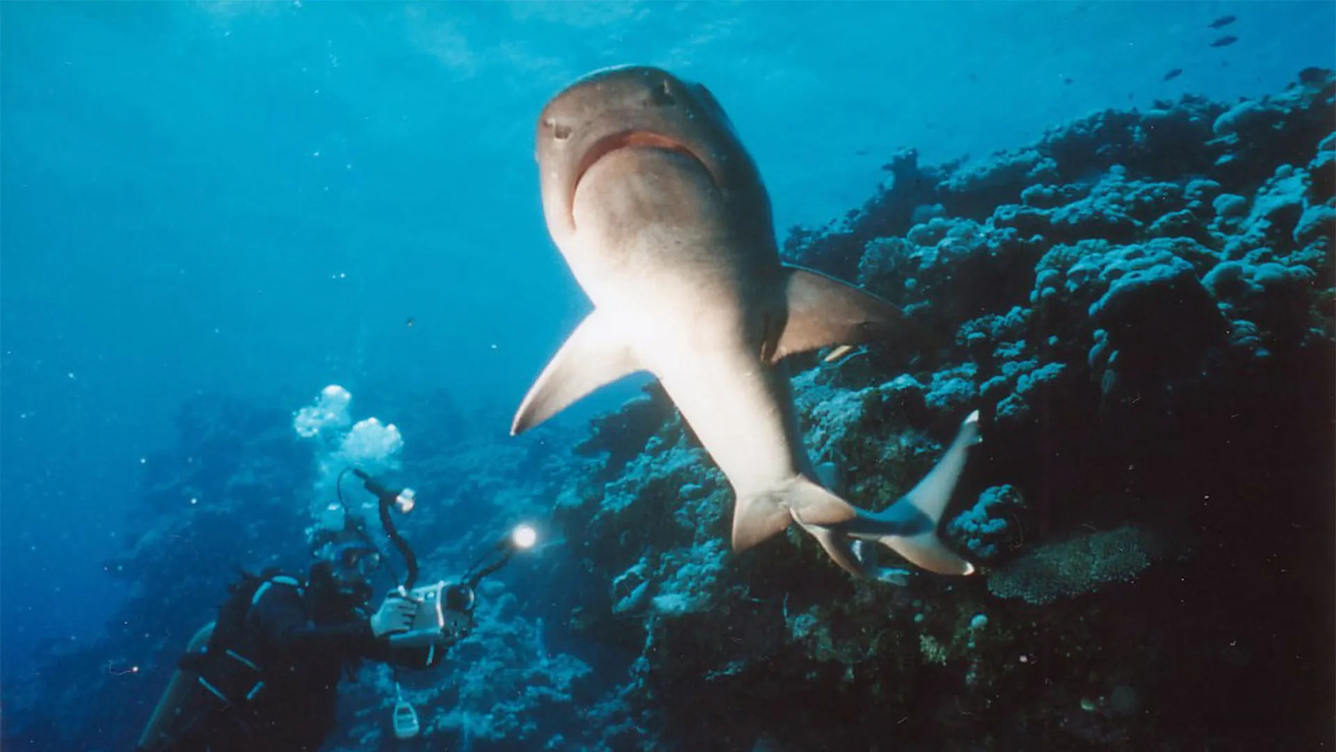 Sharks, Scavengers of the Seas