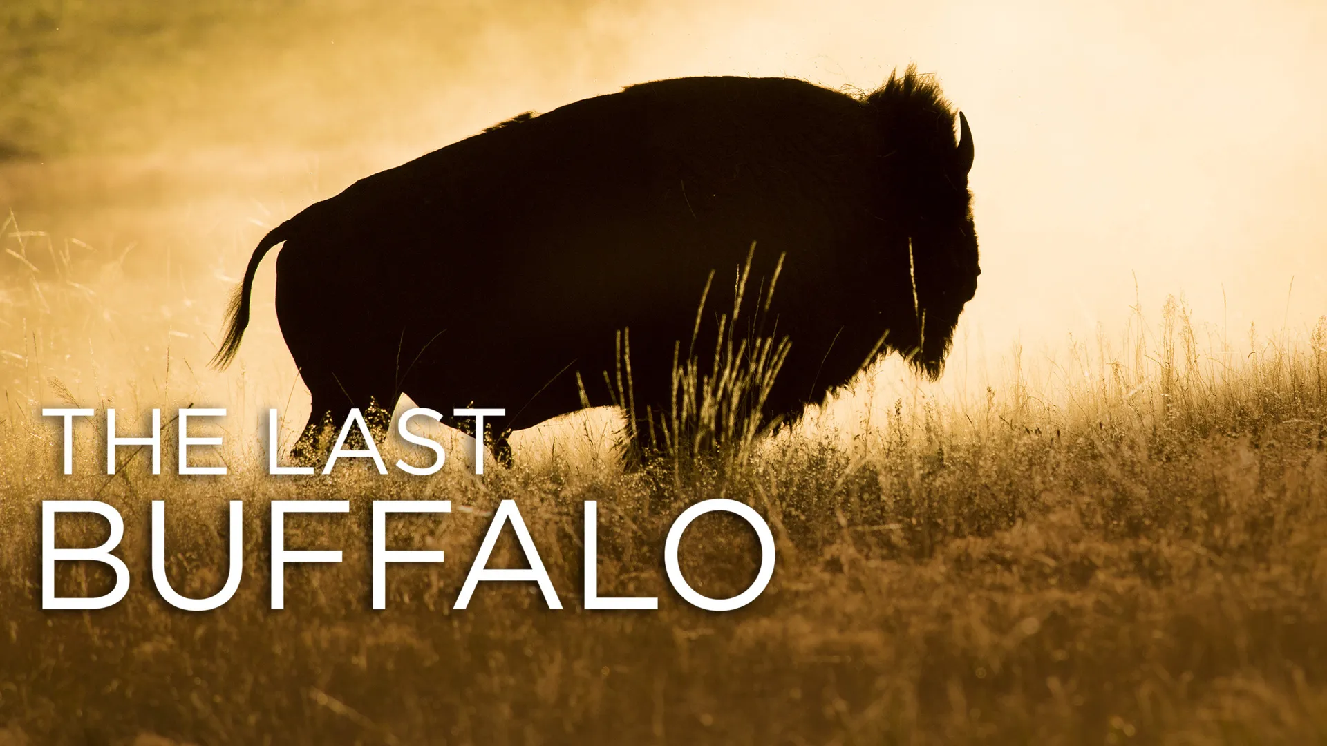 The Last Buffalo